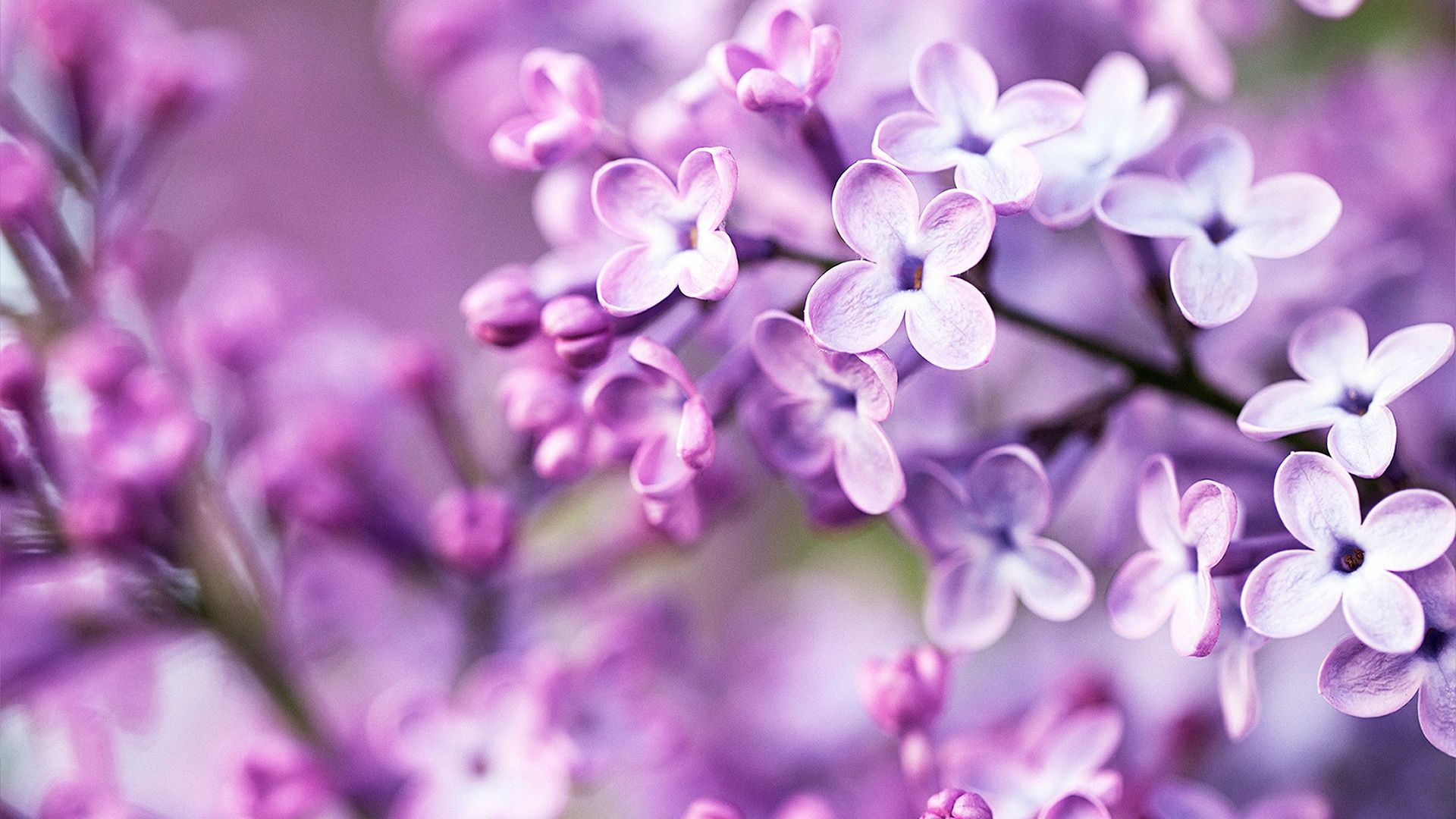 habrumalas: Purple Flowers Tumblr Image