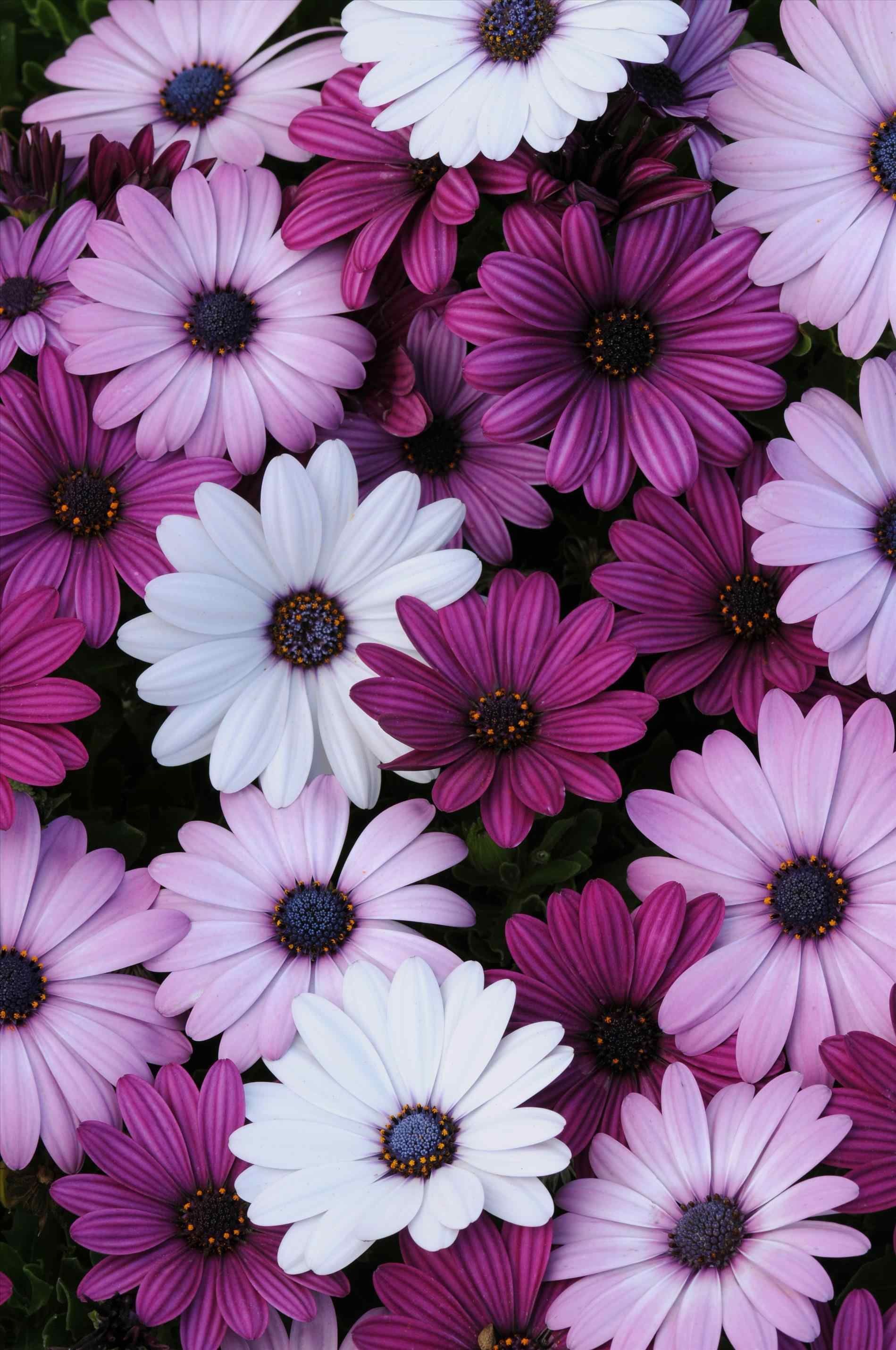100000 Best Purple Flowers Photos  100 Free Download  Pexels Stock  Photos