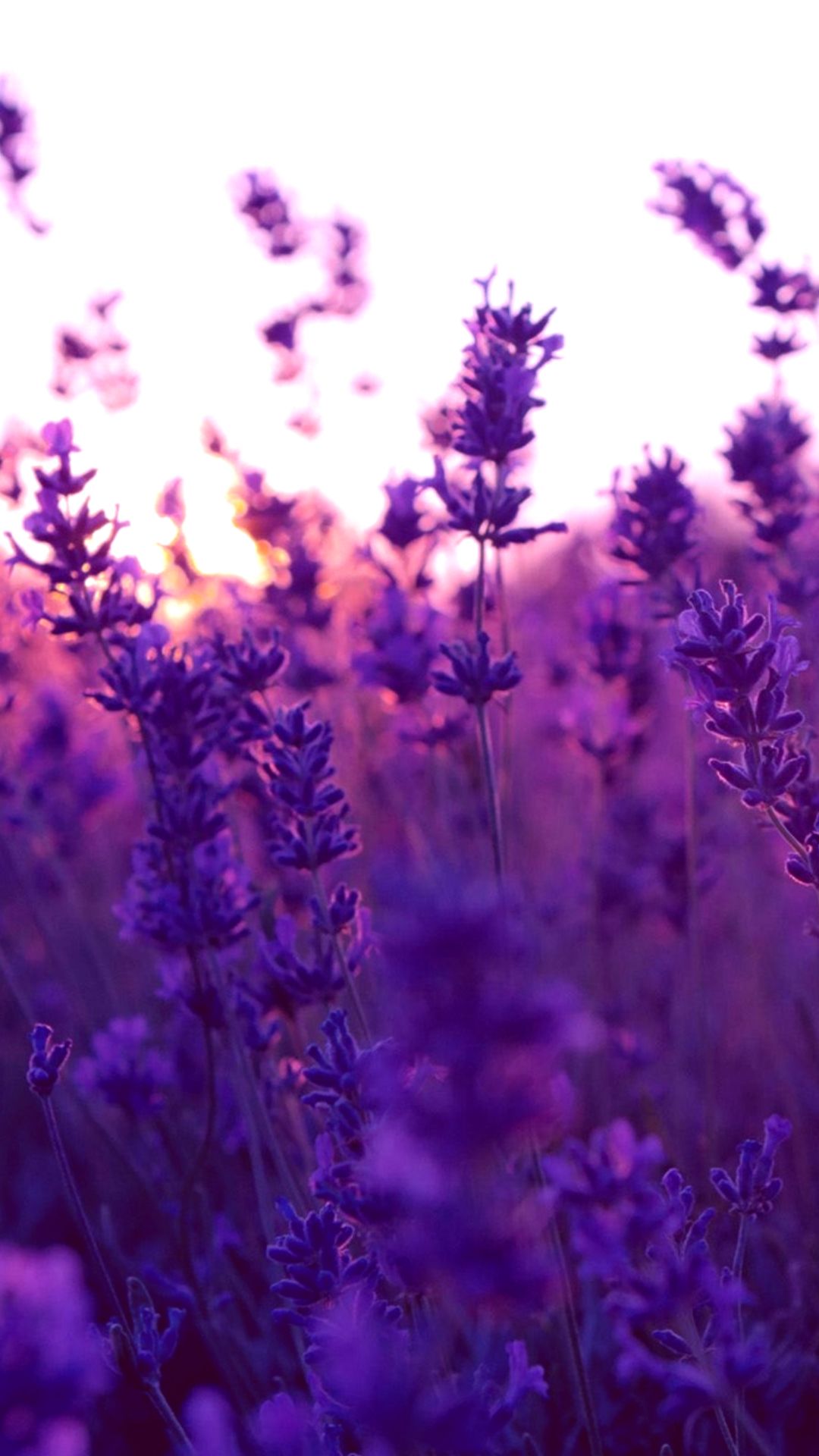 iphone #tumblr #flowers #floral #wallpaper #purple Pozadie