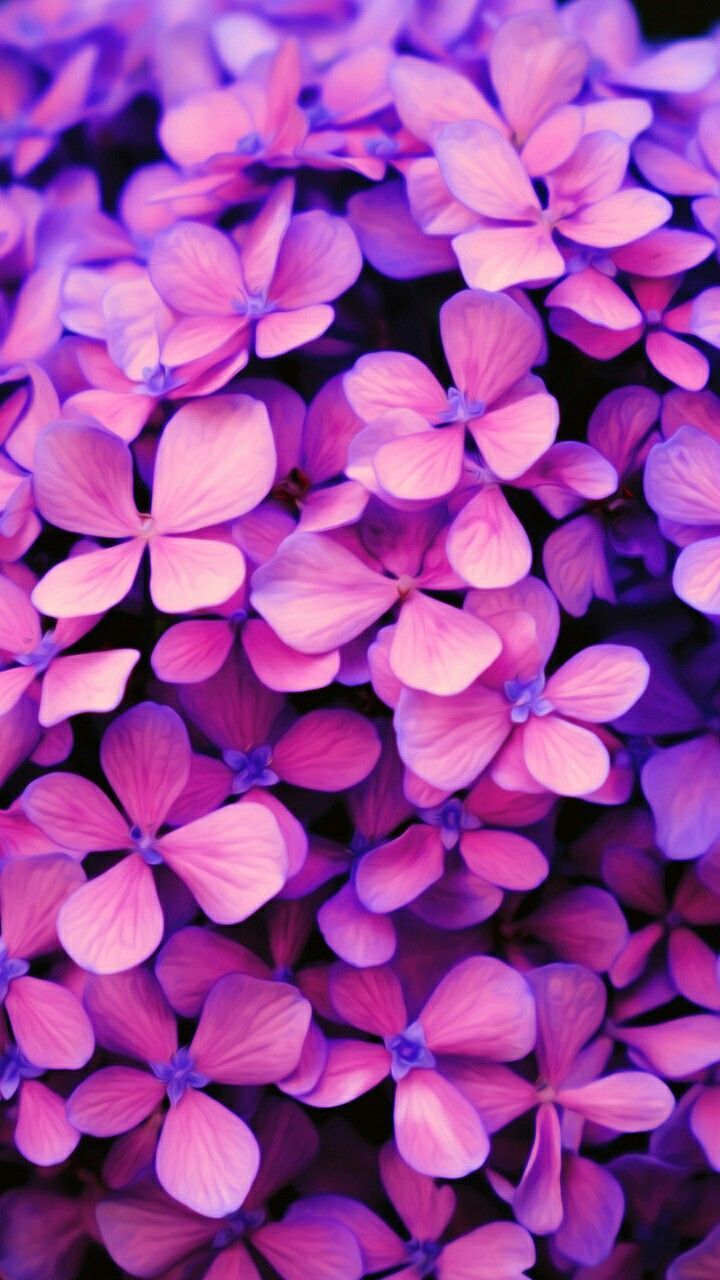 purple #flower #wallpaper #pink #İphone #apple #iphone #wallpaper