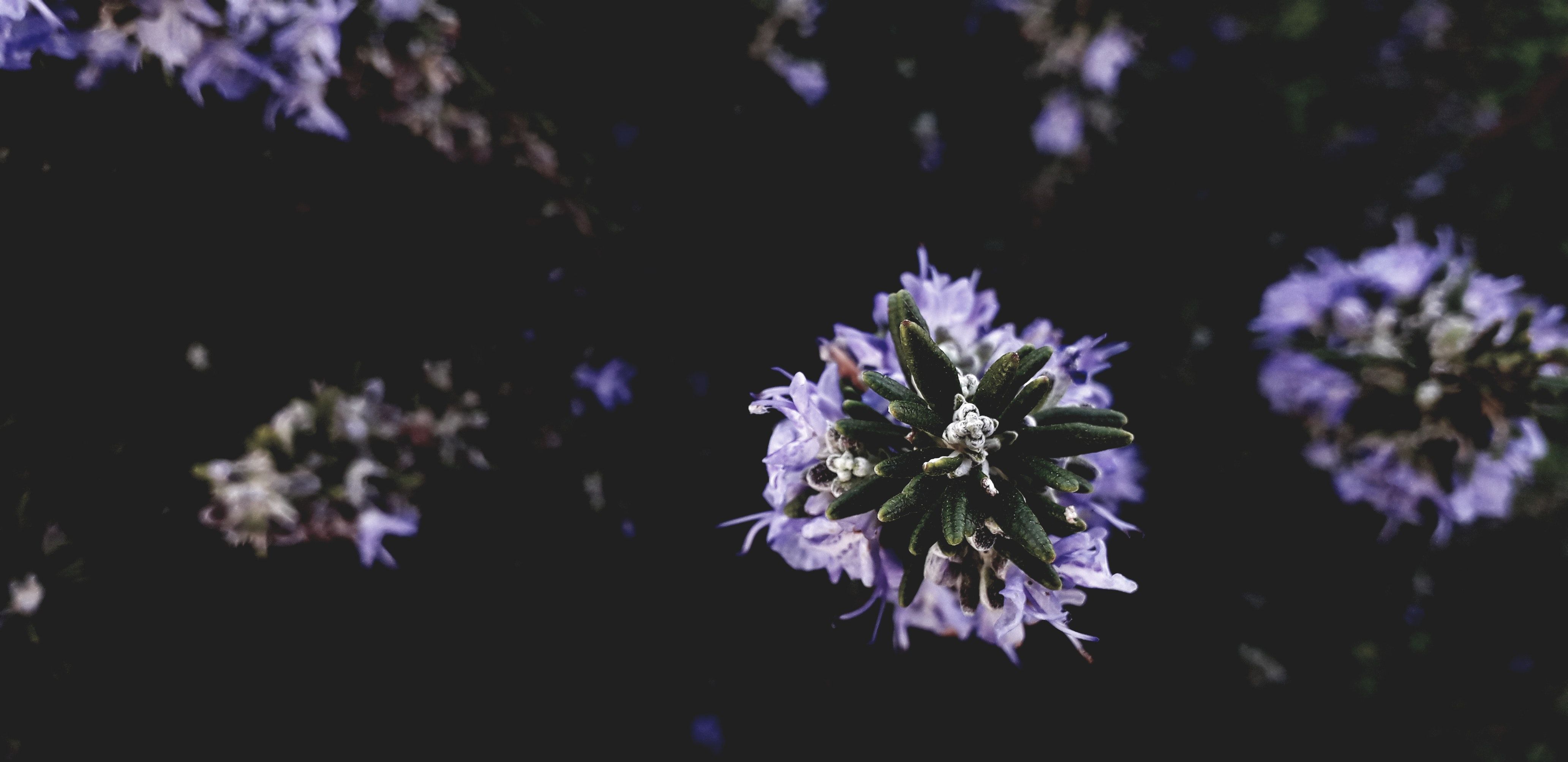 Free of beautiful flower, purple flower, tumblr wallpaper