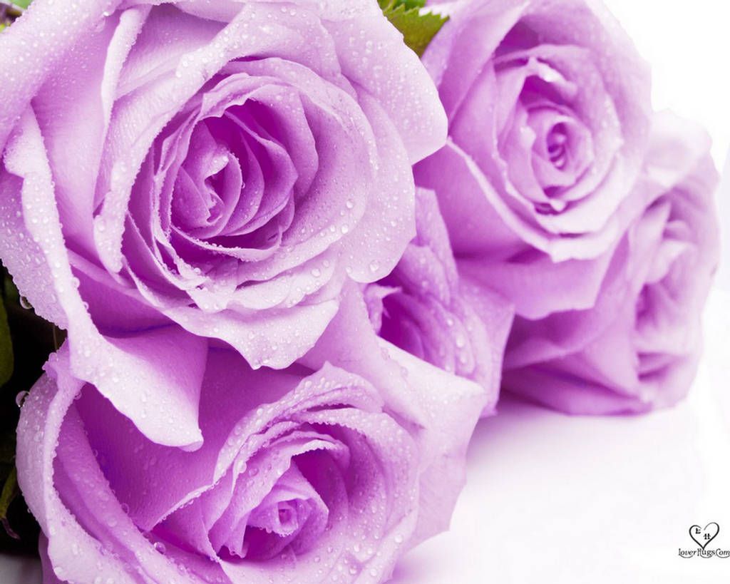 Light Purple Flowers Tumblr's Day High Resolution