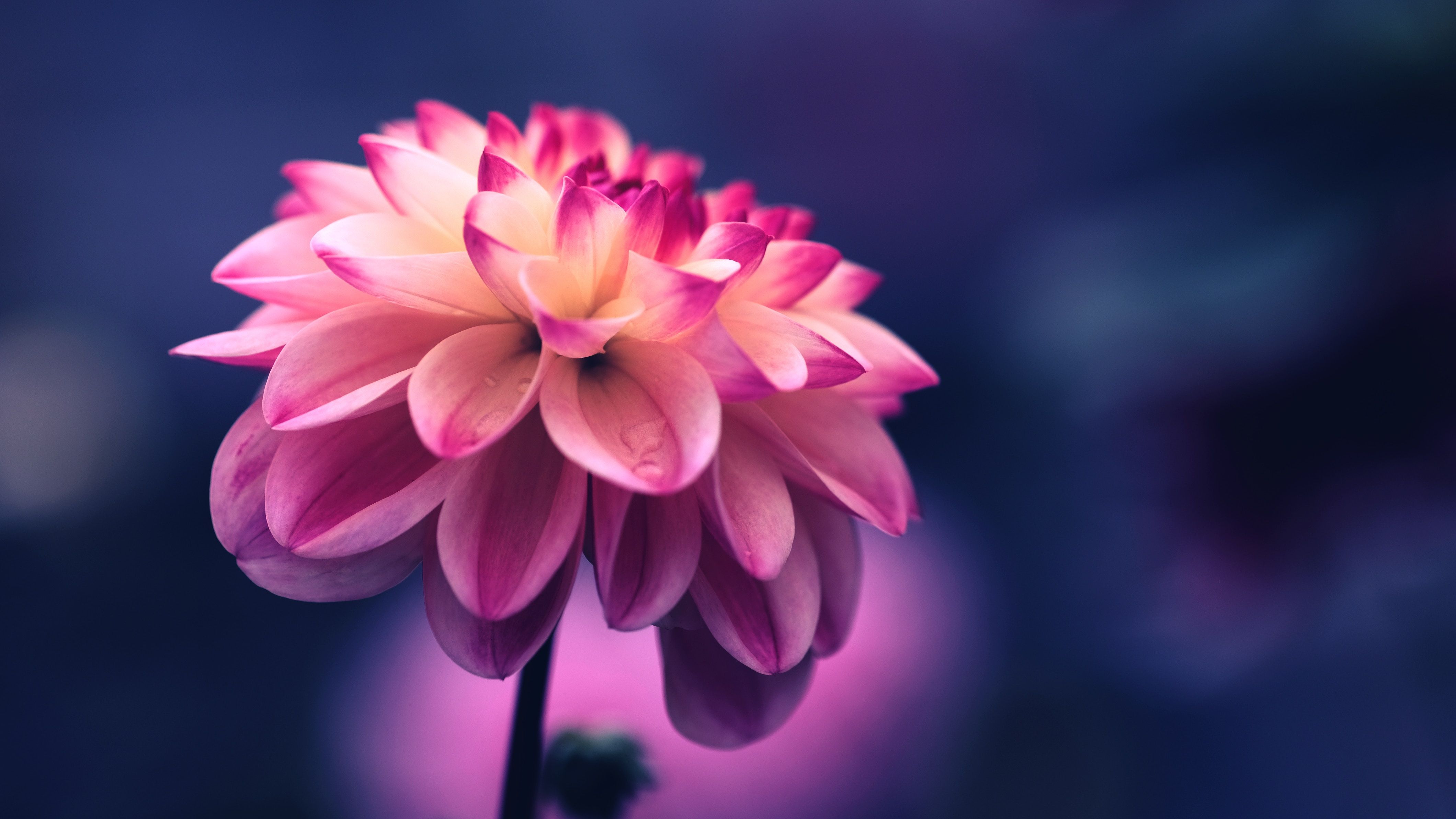 4240x2384 #colorful, #nature, #tumblr, #wallpaper, #flower