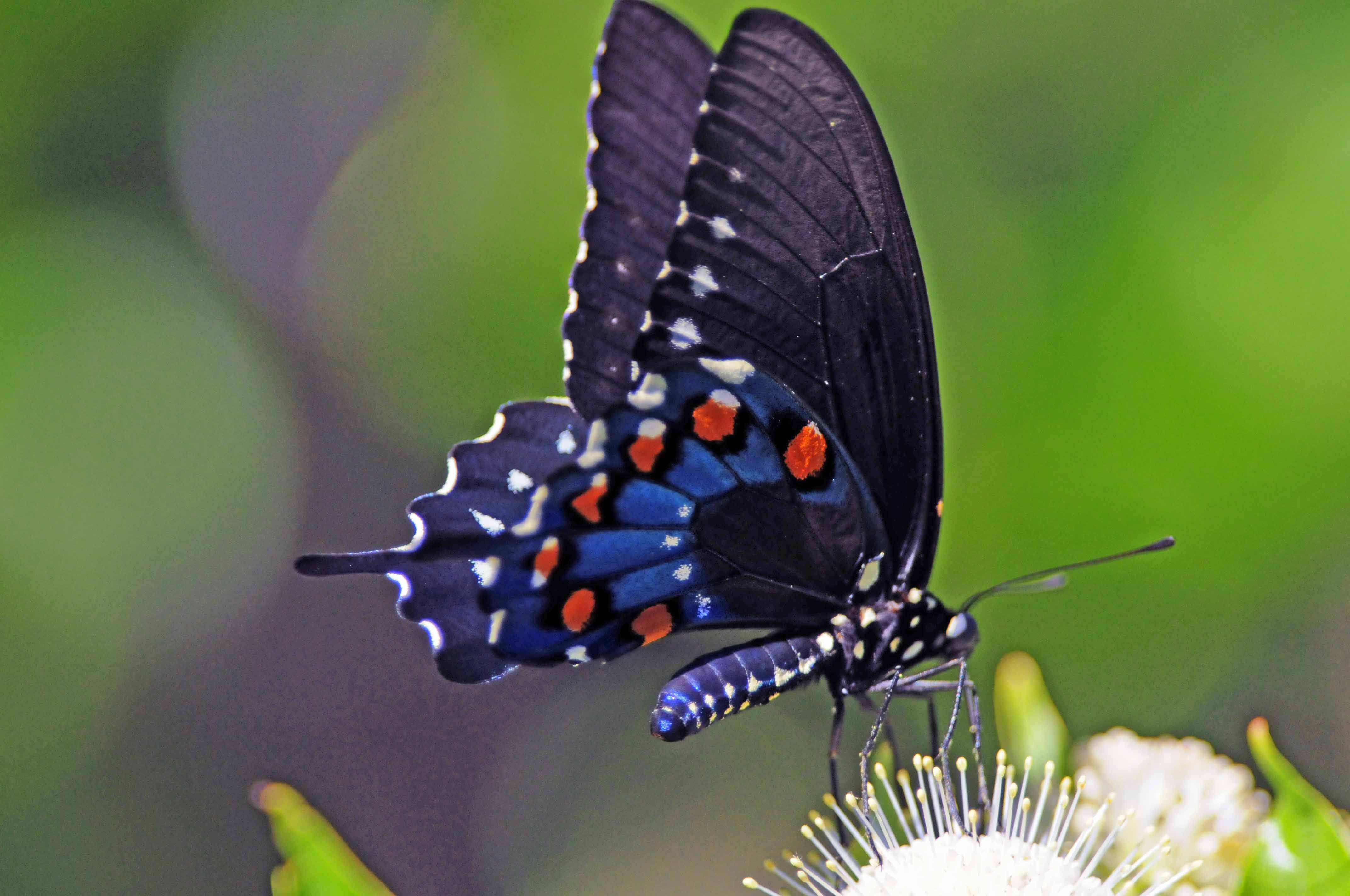 Pipevine Swallowtail Butterfly, commonly called the blue
