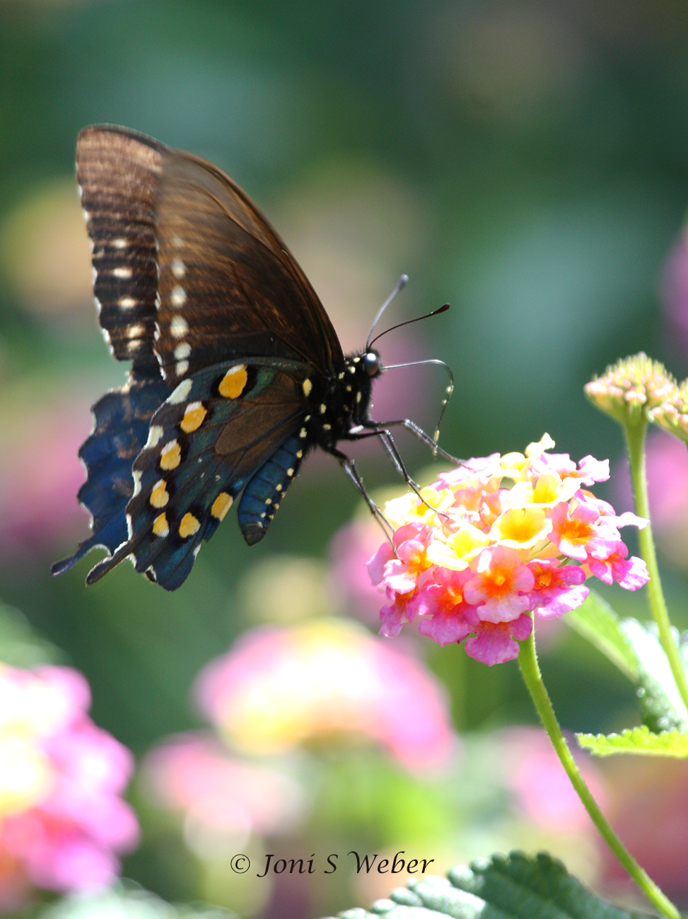 Pipevine Swallowtail butterfly on Lantana at Zilker Botanical