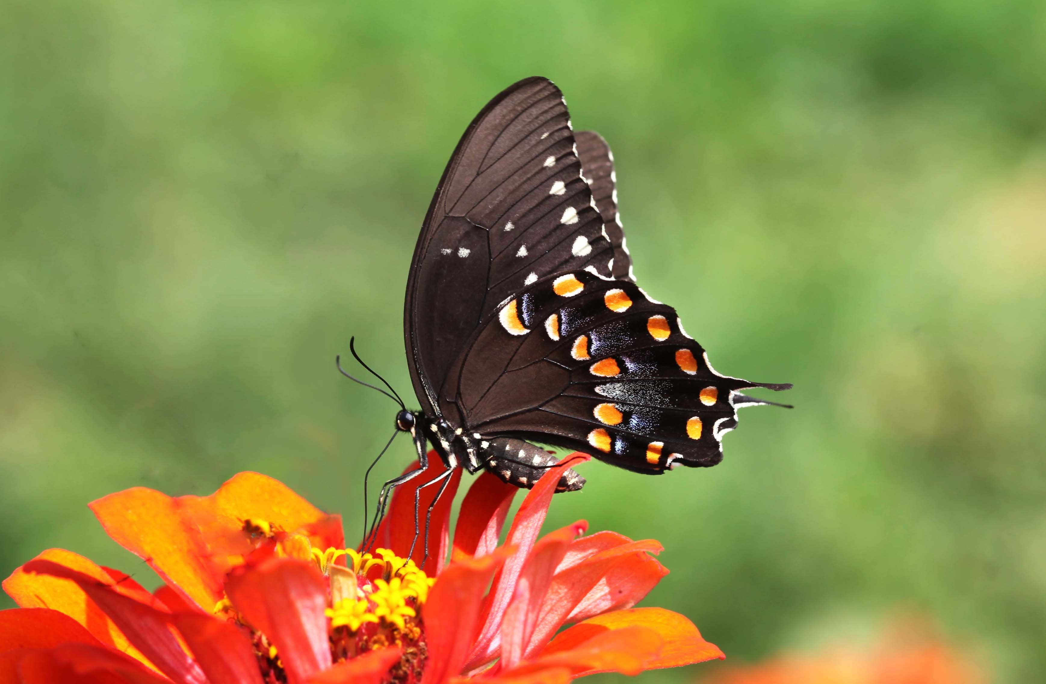 Black And Yellow Swallowtail Butterfly On Orange Petaled Flowers