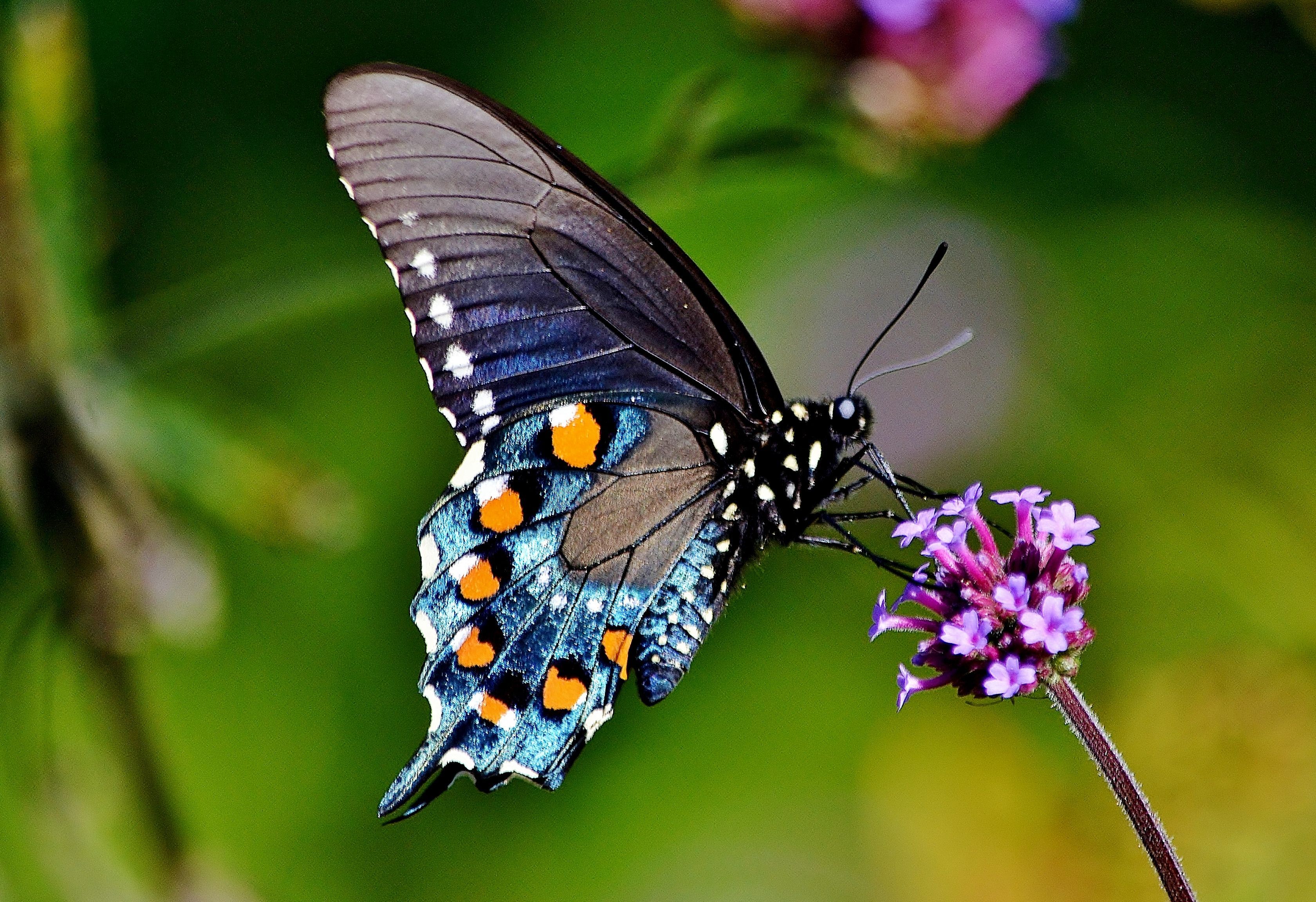 Pretty Blue Pipevine Swallowtail. Swallowtail, Orange butterfly