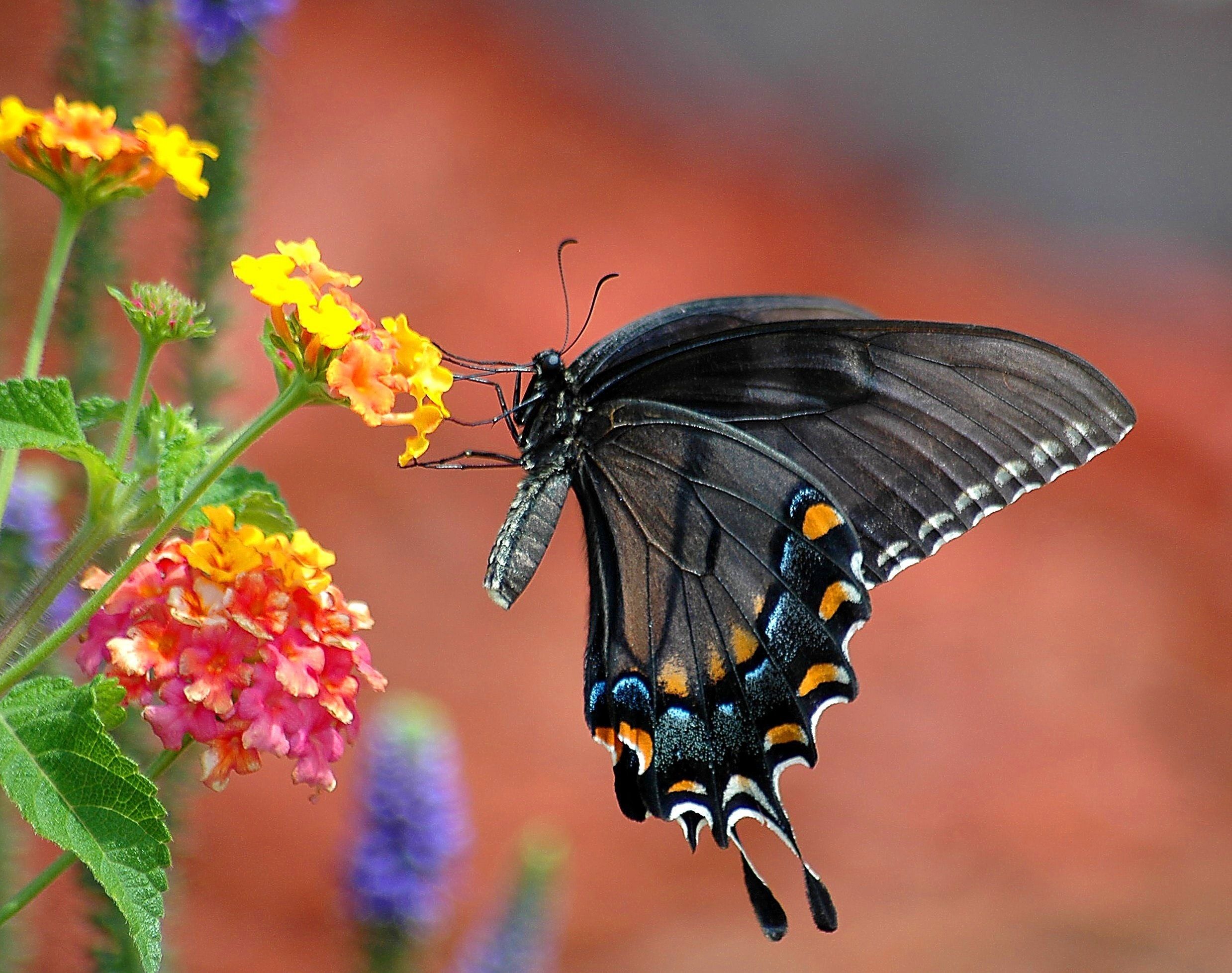 Free of beauty, black swallowtail, butterfly