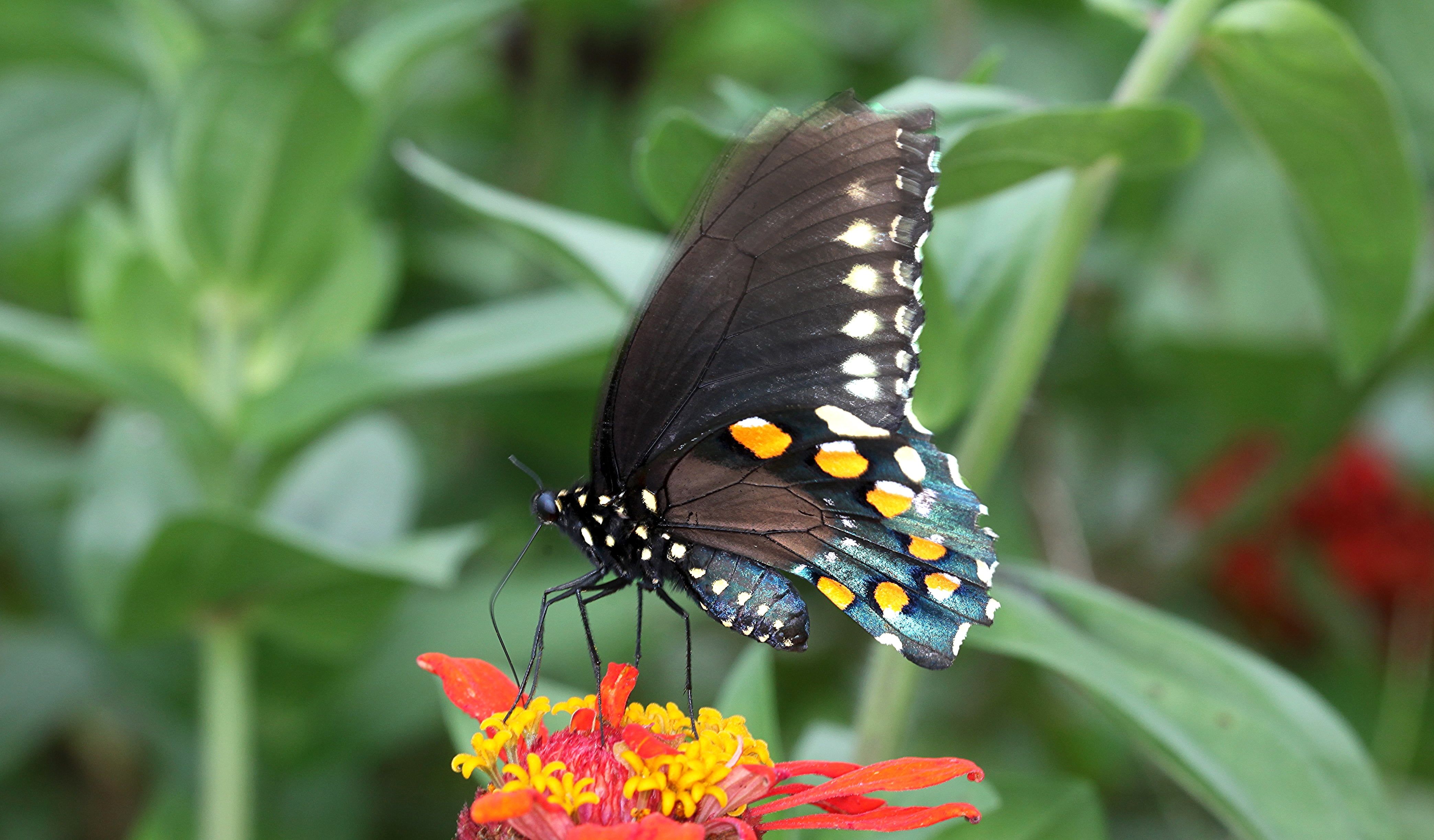 Black, blue, and white butterfly perched on red and yellow petaled
