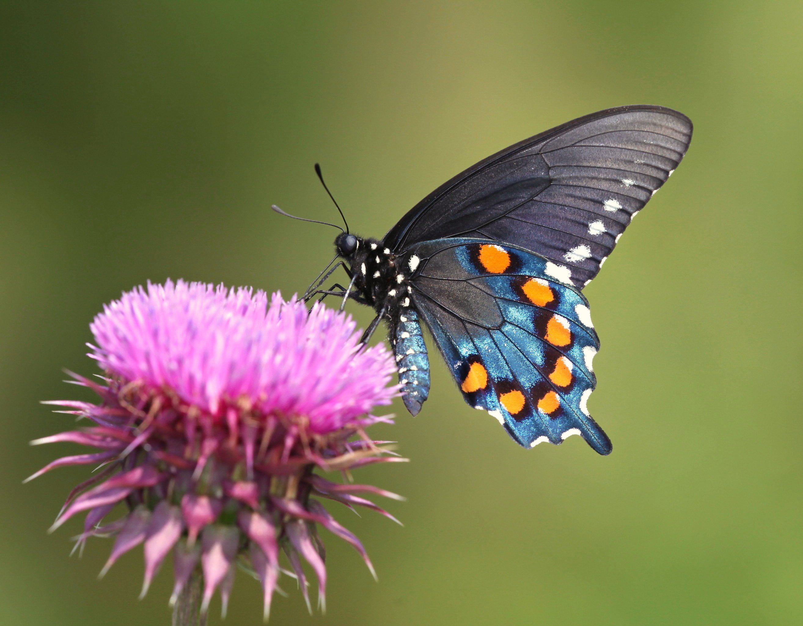 Spicebush Swallowtail Butterfly perched on purple flower buds