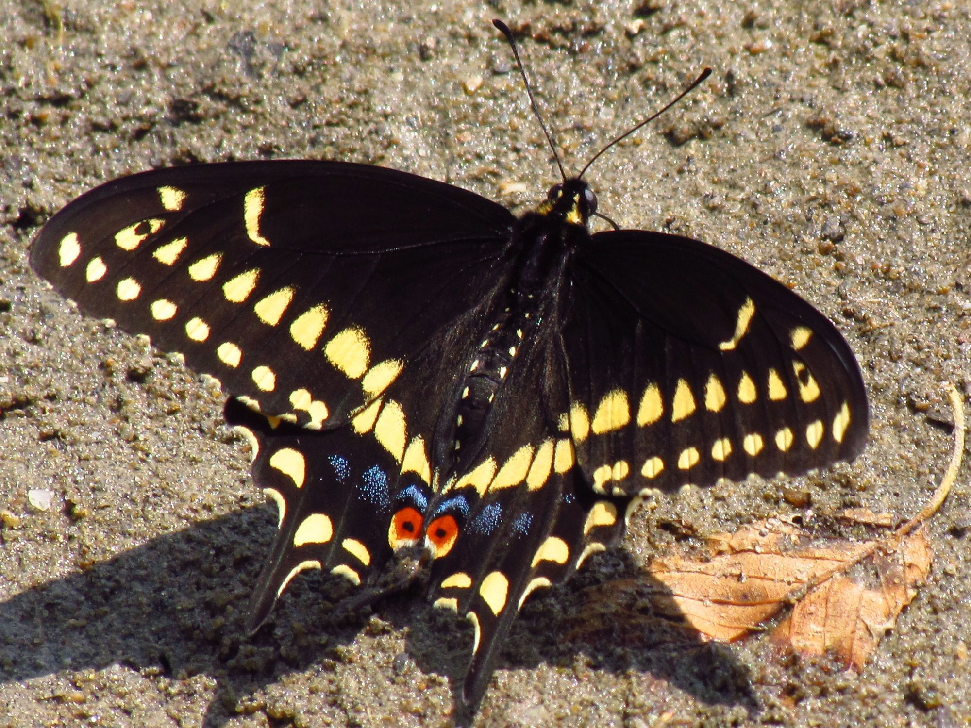 Papilio polyxenes, the free encyclopedia. butterfly