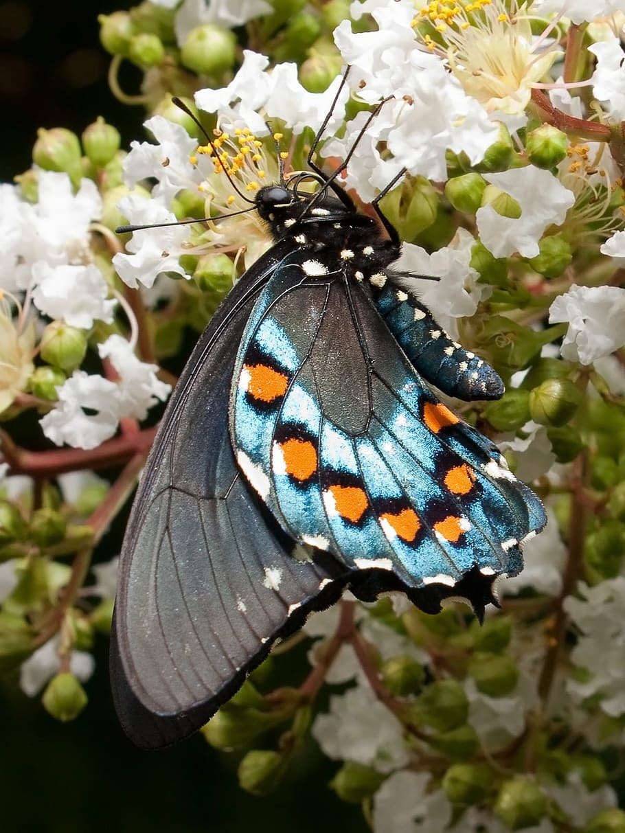 HD wallpaper: spicebush butterfly, swallowtail butterflies
