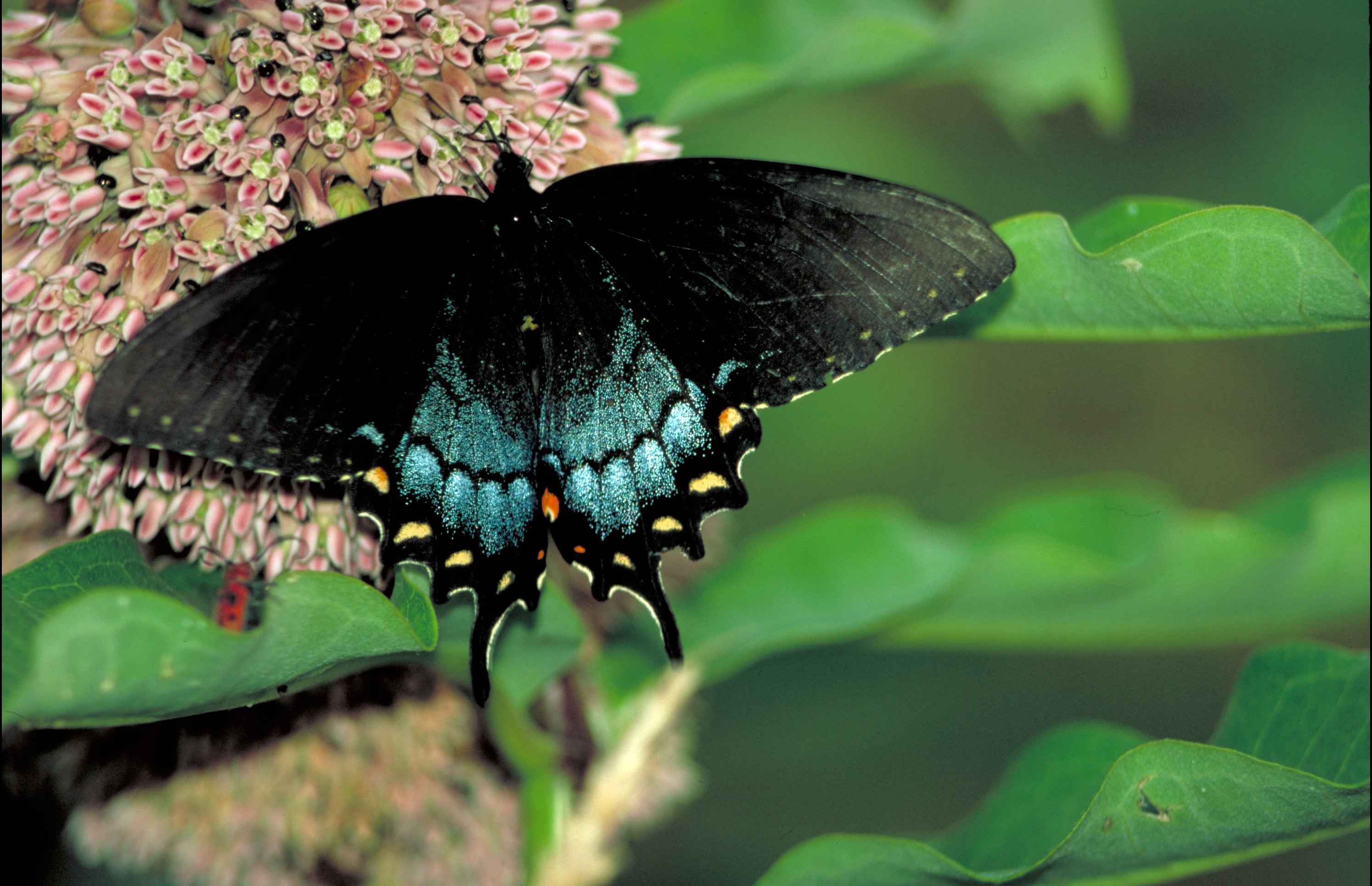 How to Create a Nursery for Black Swallowtail Butterflies