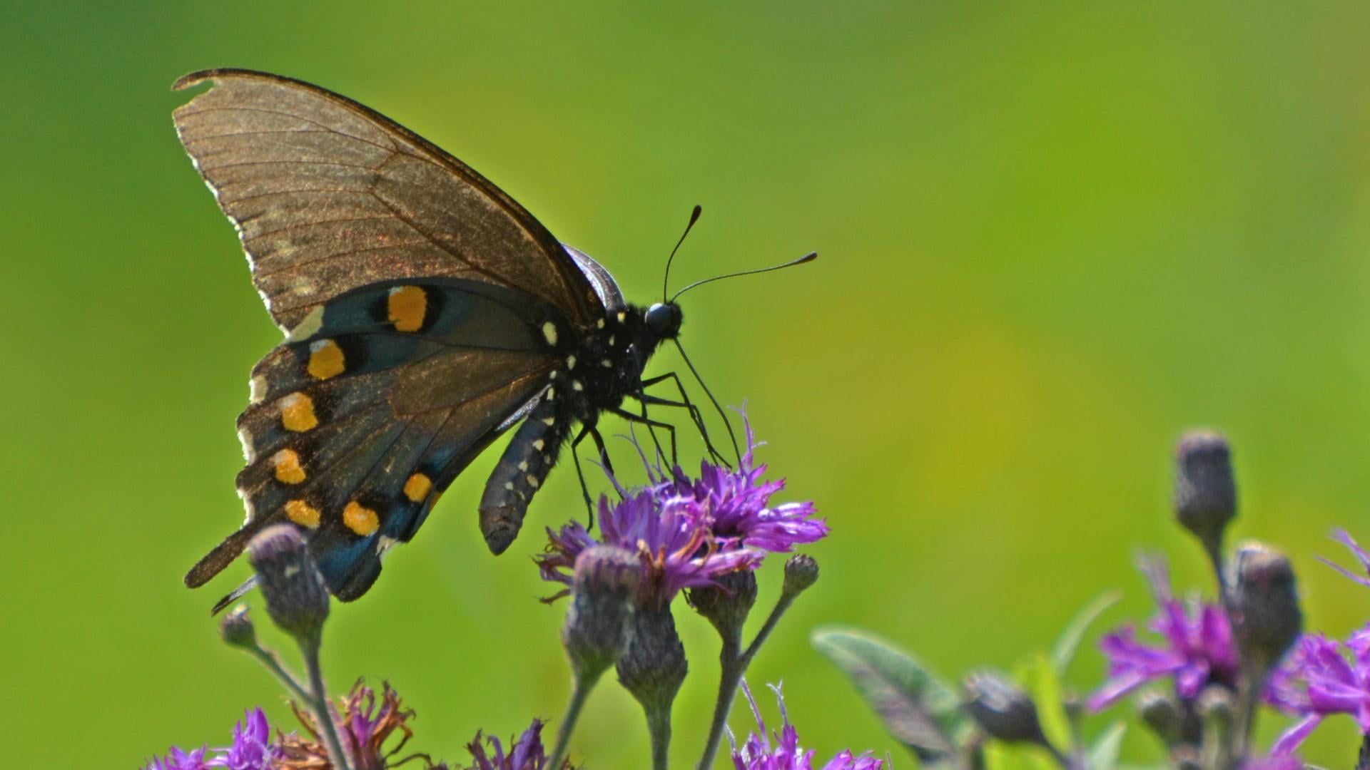Closeup photography of Spicebush butterfly, swallowtail HD
