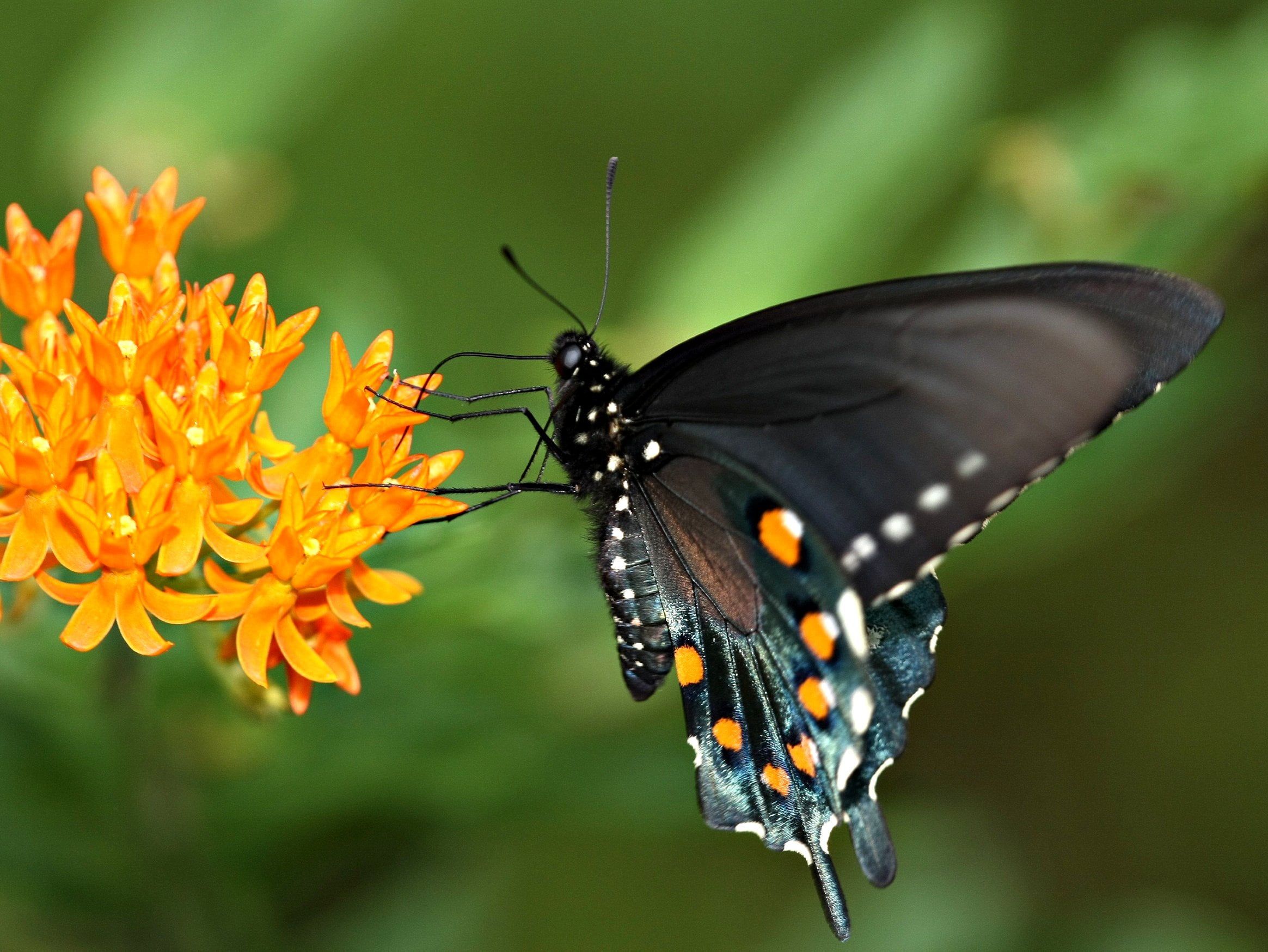 Spicebush Swallowtail on orange petaled flowers, butterfly weed HD