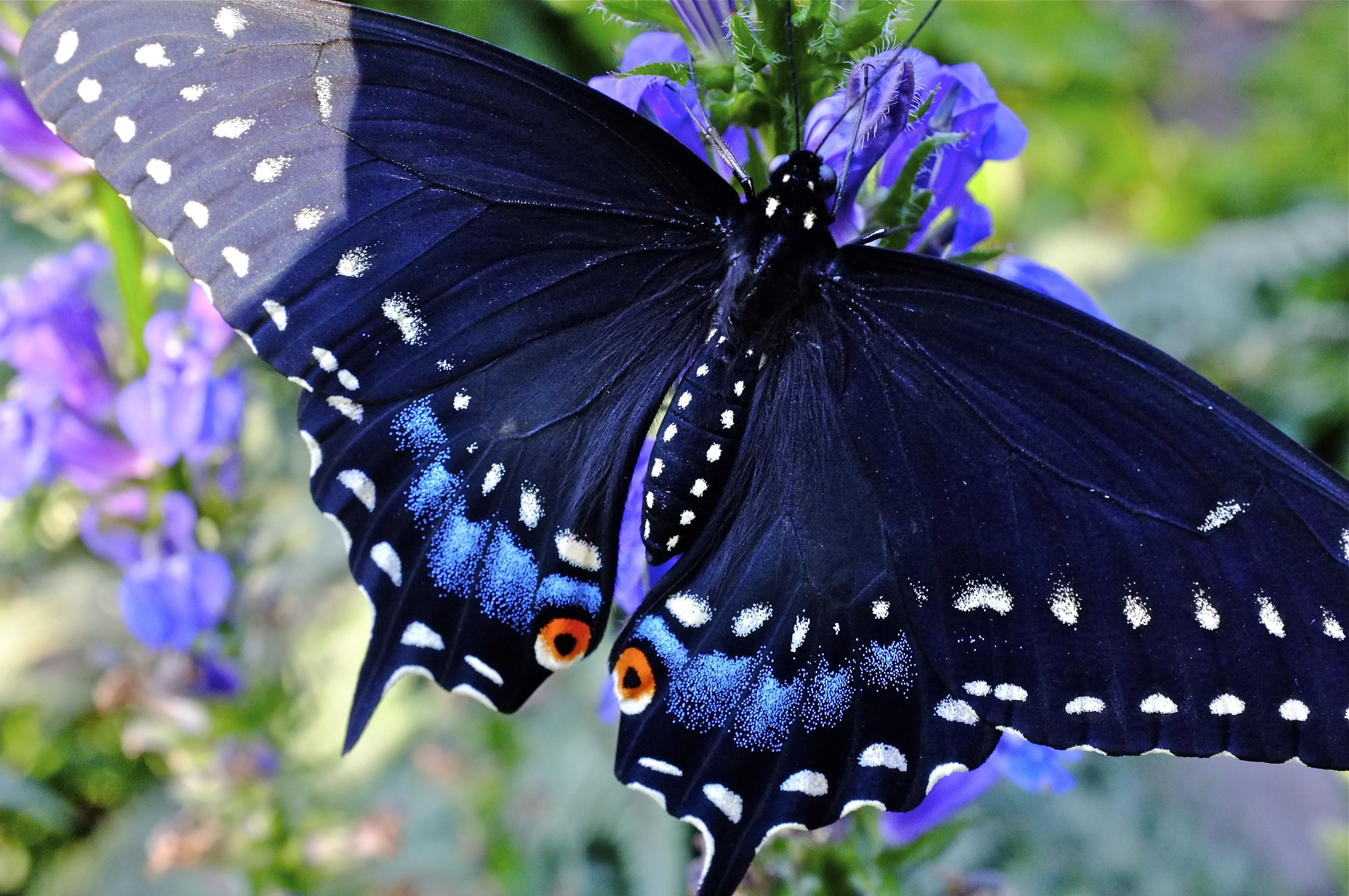 Life Story of the Black Swallowtail Butterfly. Butterfly garden