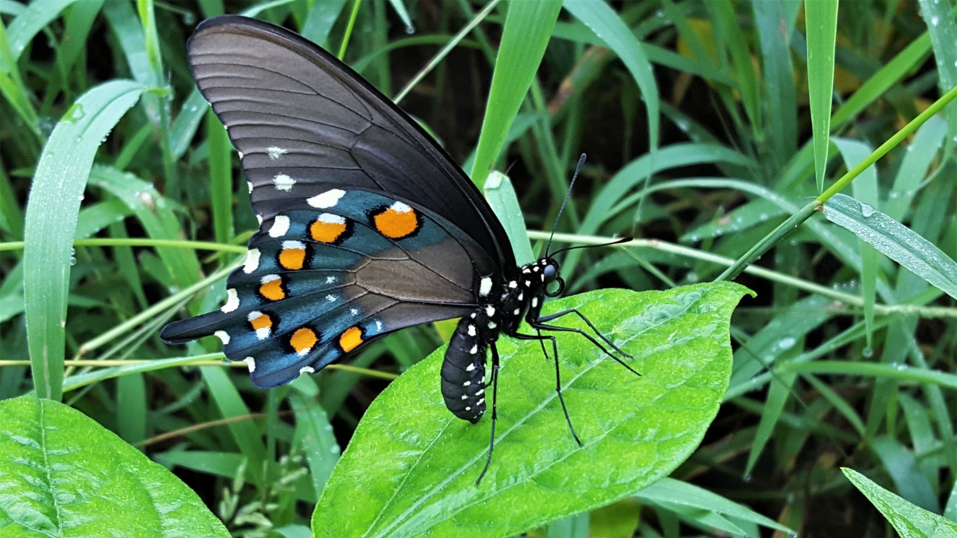 Pipevine Swallowtail Close Up Free Domain