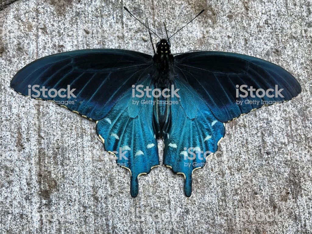 A Pipevine Swallowtail Butterfly Image Now