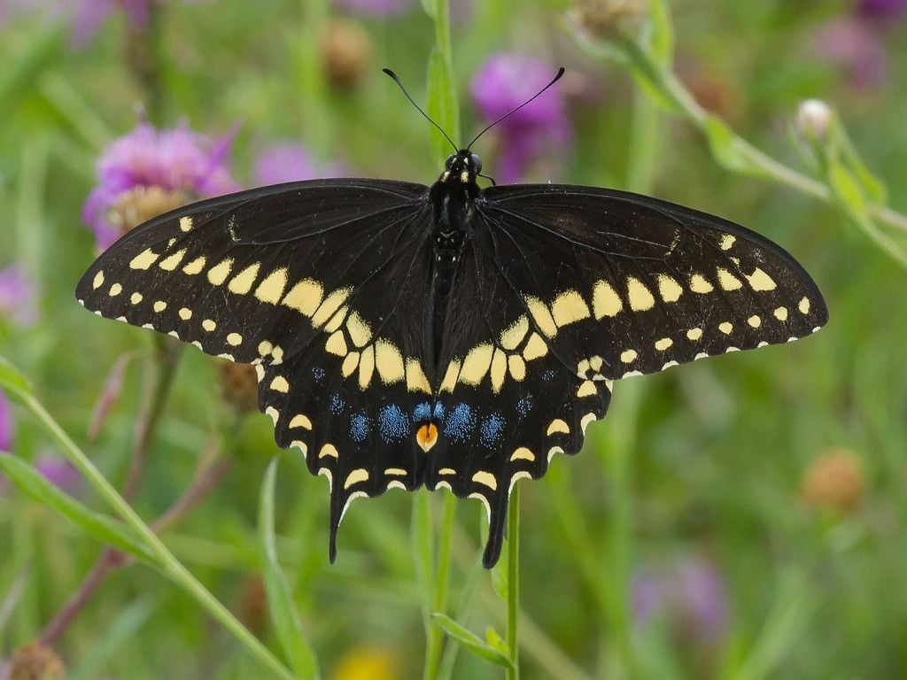 Maryland Biodiversity Project Swallowtail (Papilio polyxenes)