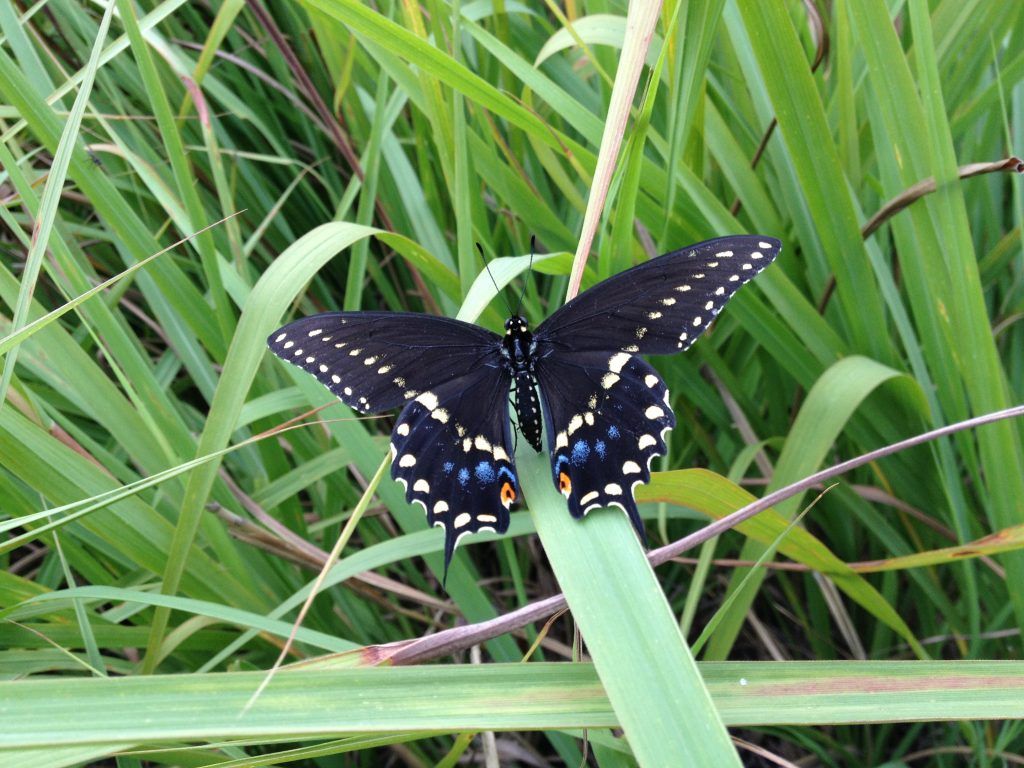 How to Raise Eastern Swallowtail Butterflies at Home