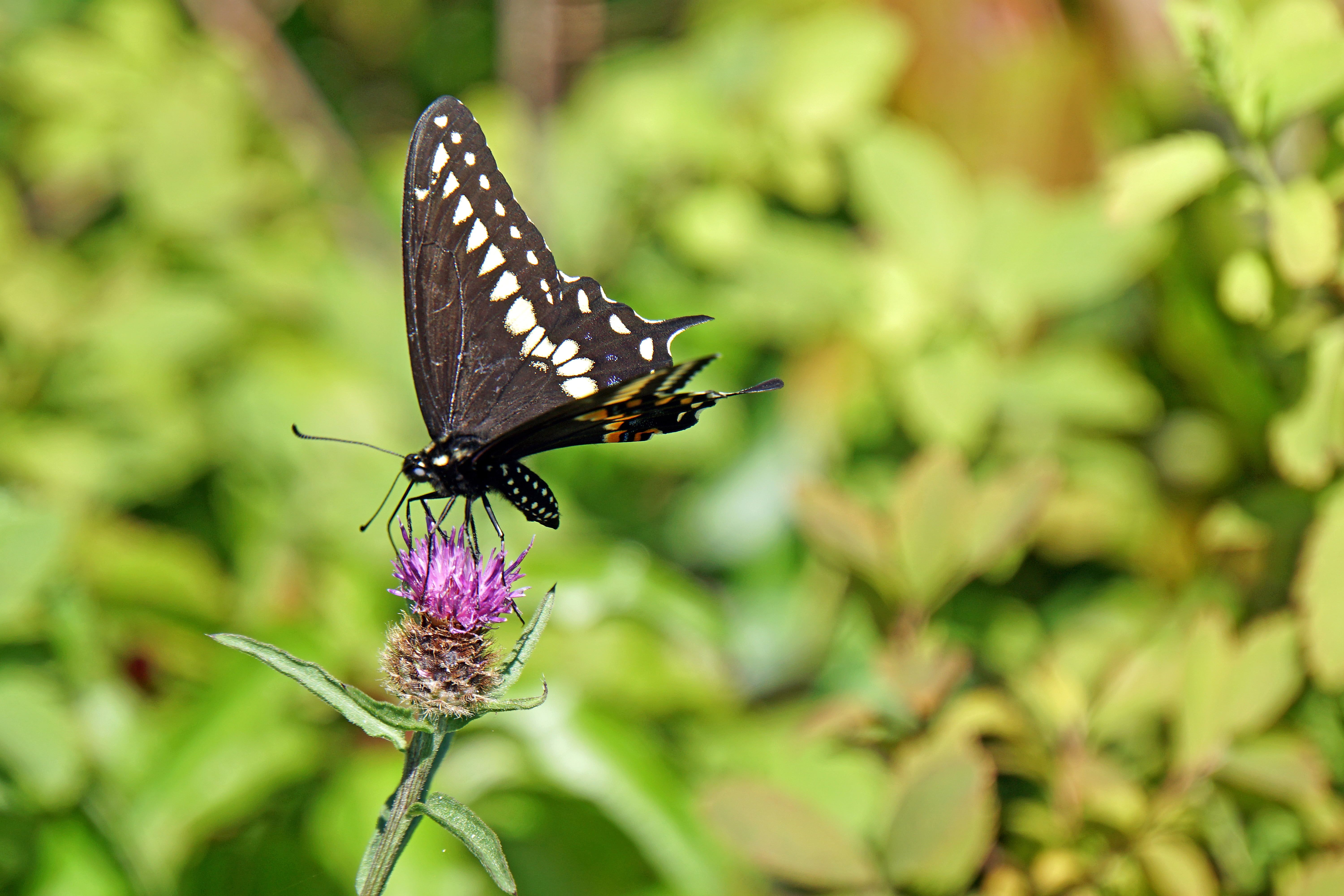 Black and white swallowtail butterfly perched on pink flower HD