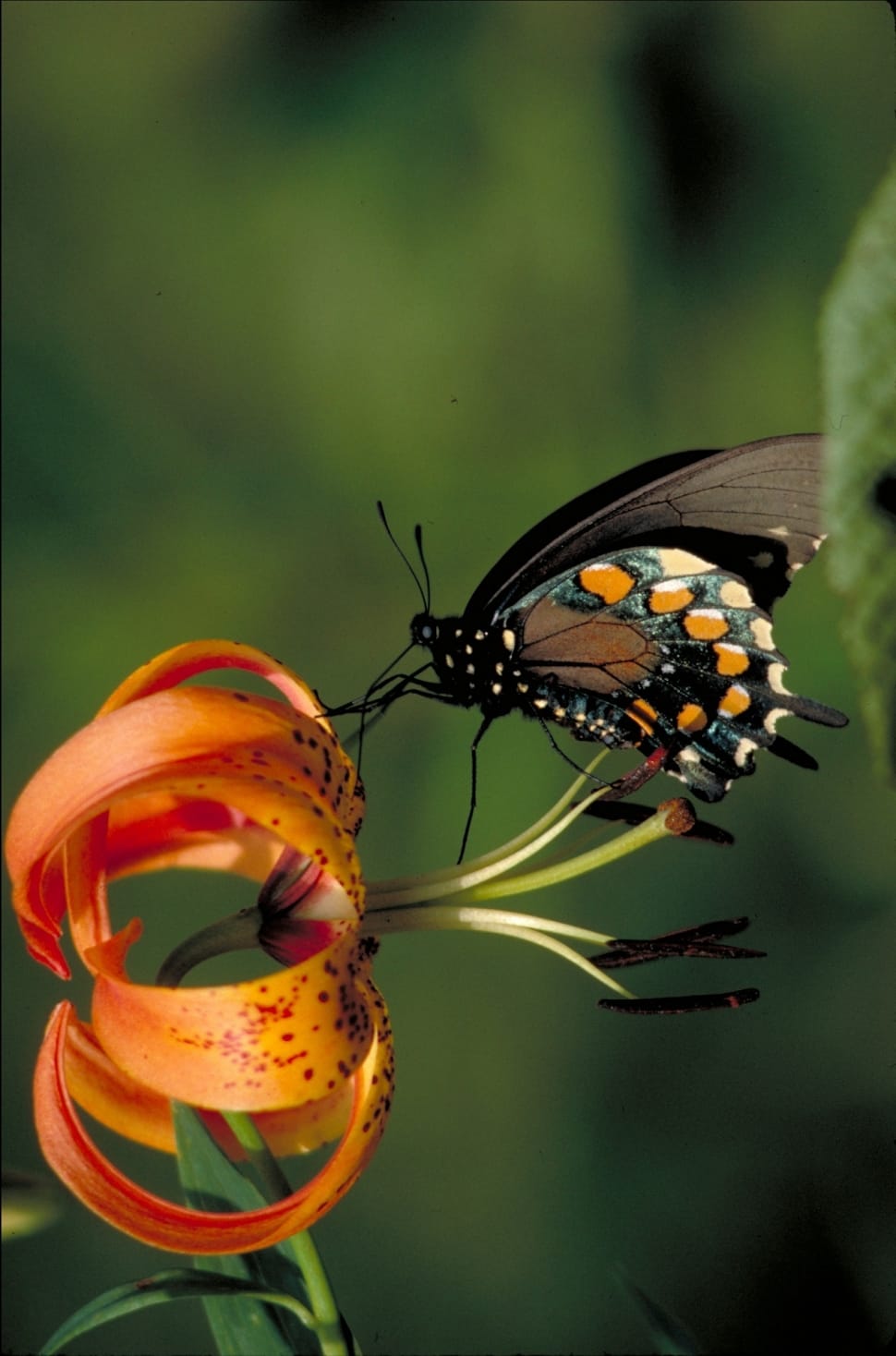 Insect, Pipevine Swallowtail Butterfly, insect, animals in
