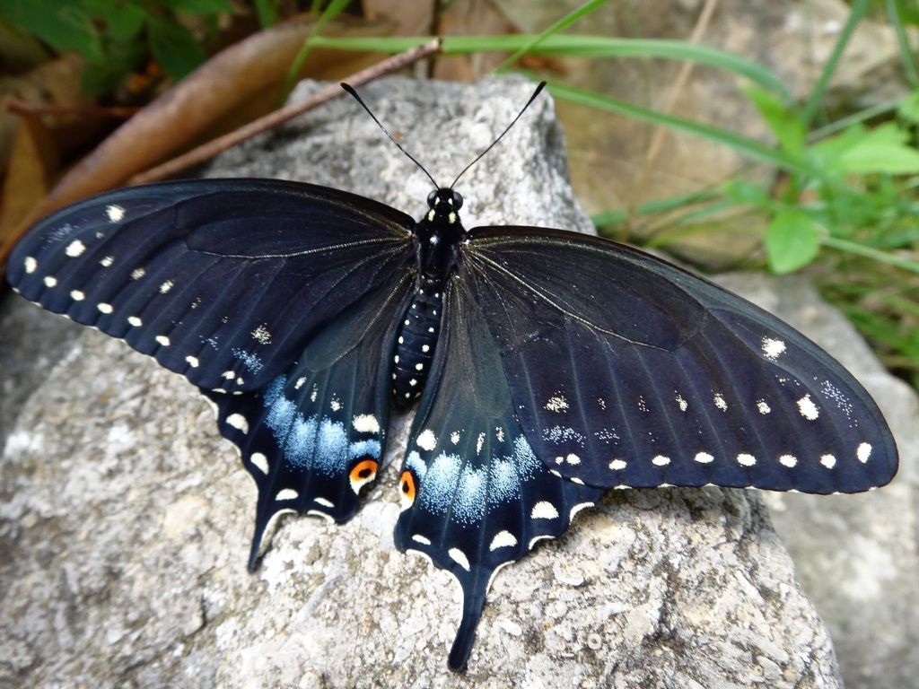 Eastern Black Swallowtail Butterfly Butterflies and Moths