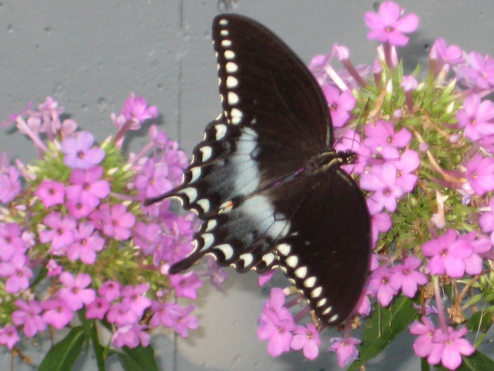Spicebush and black swallowtail butterflies look alike, but not