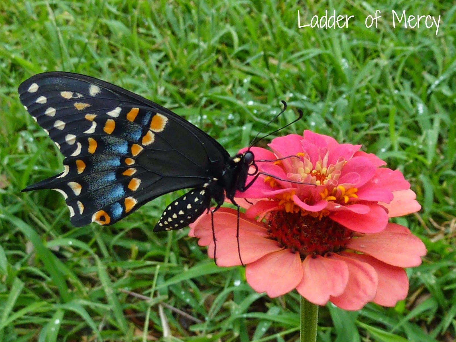 Ladder of Mercy: Our Black Swallowtail Butterflies: A Timeline