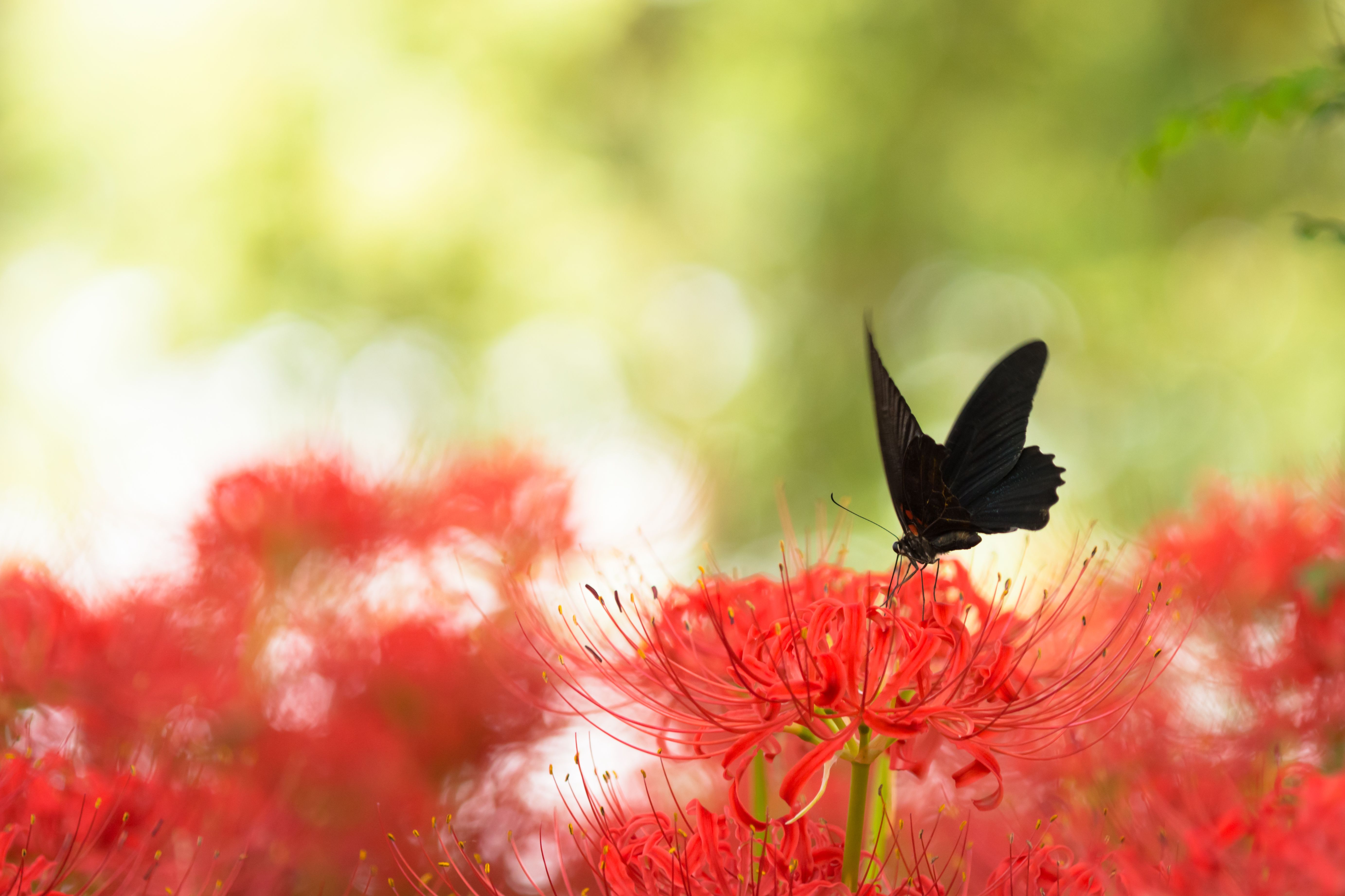Black swallowtail butterfly and red spider lily 9874609193