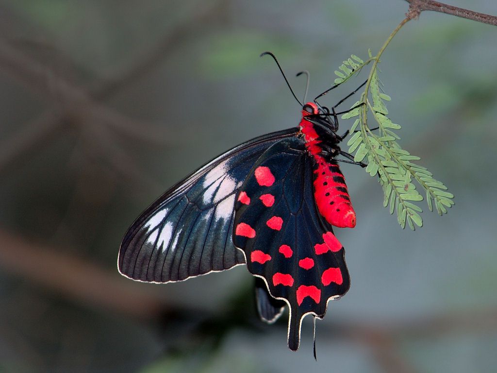 Red Bodied Swallowtail