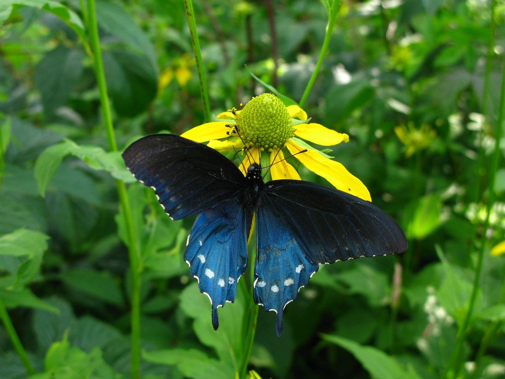 IMG_2763 Swallowtail Butterfly on Green Headed
