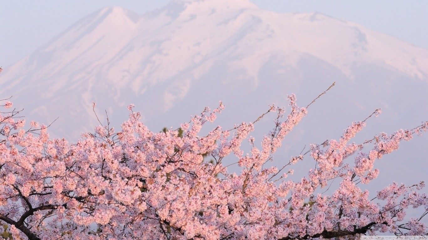 Japanese Cherry Blossom Laptop .wallpaperaccess.com
