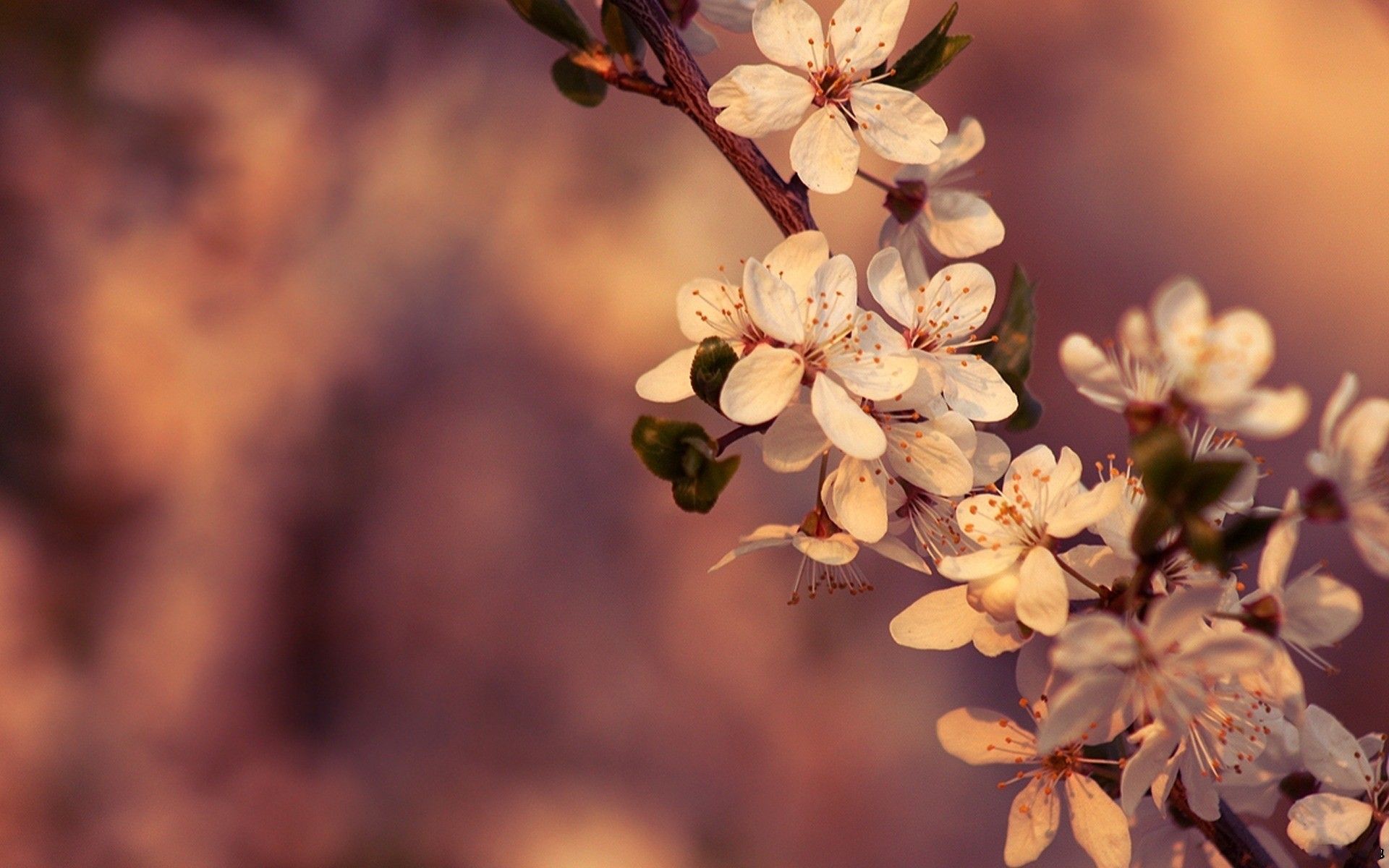 Aesthetic Spring Flowers Laptop Wallpapers - Wallpaper Cave