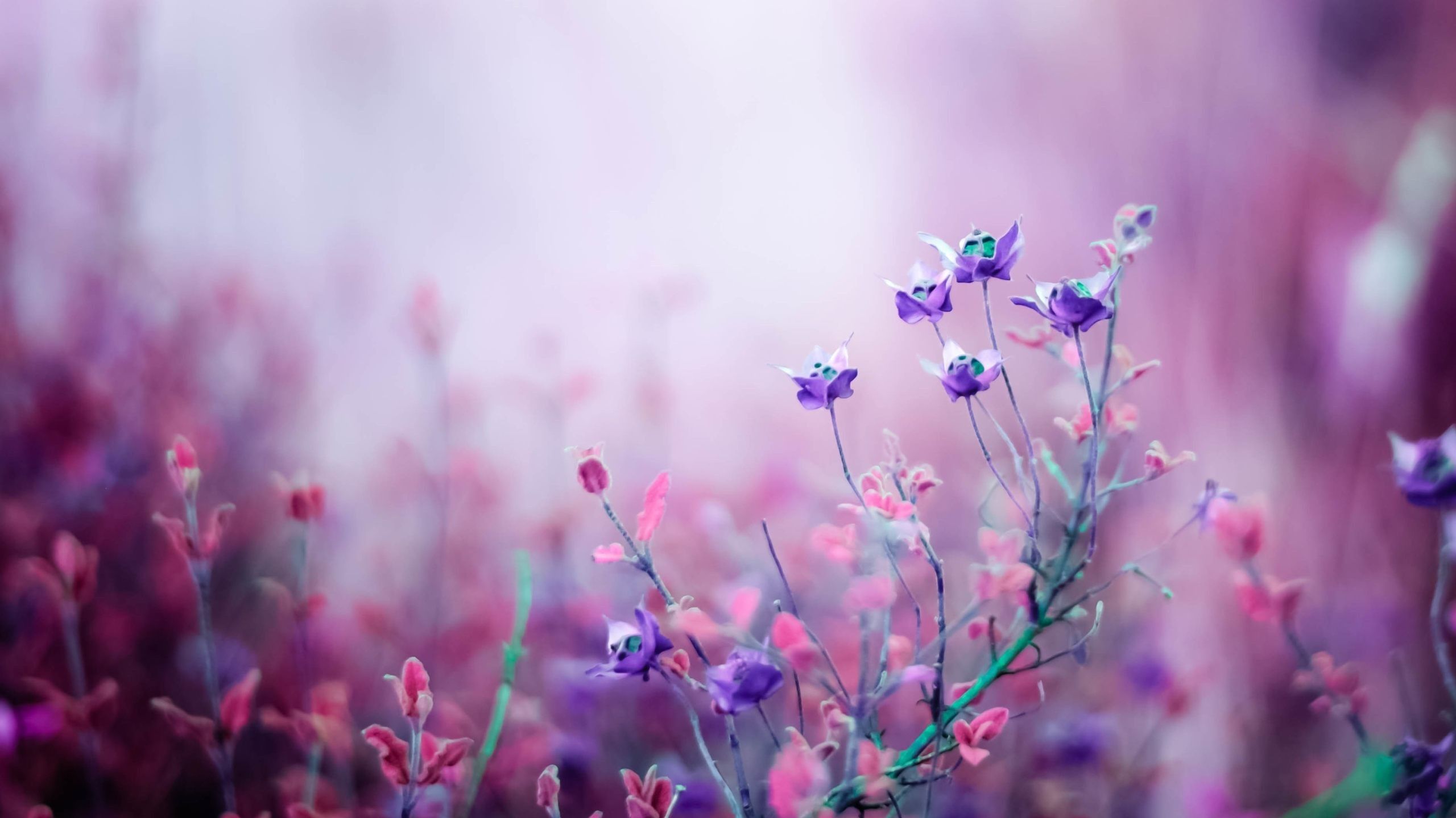 Pink And Purple Flowers Wallpaper 2560×1440