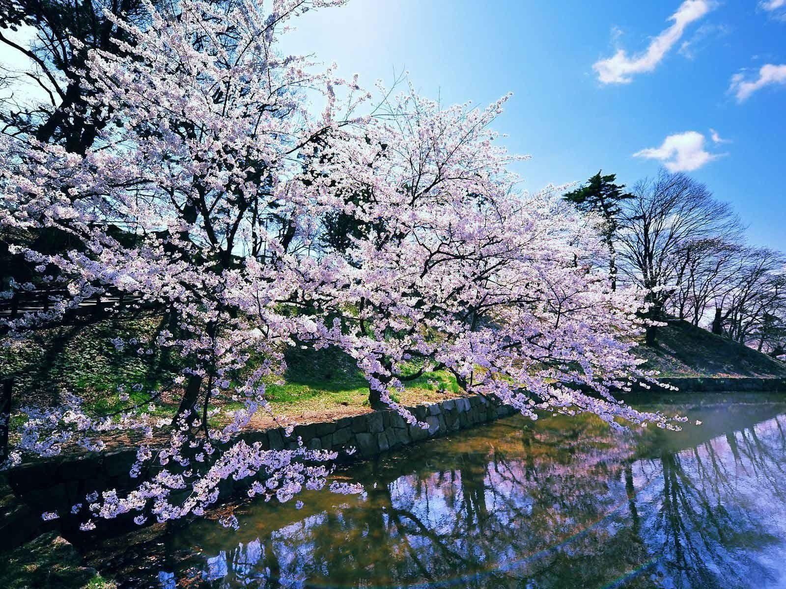 Early Spring Wallpaper Cherry Trees Landscape