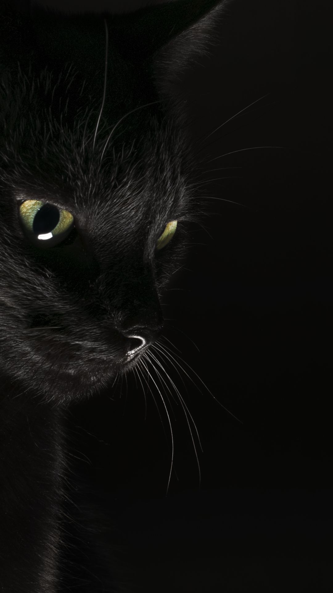Black cat wallpaper download for desktop wallpaper