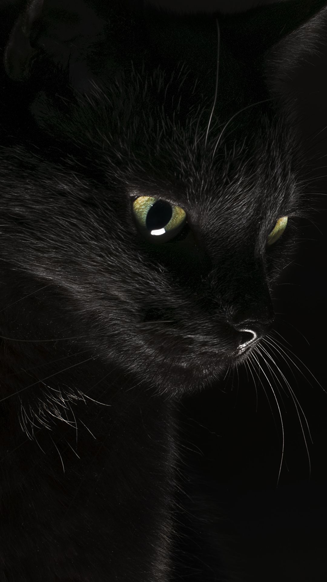 Picture Cats Black Animals Black background 1080x1920