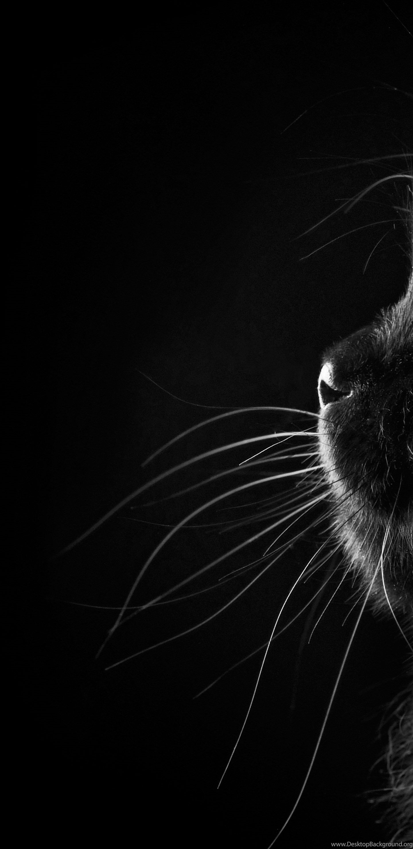 Fluffy Black Cat On A Black Background Wallpaper And Image