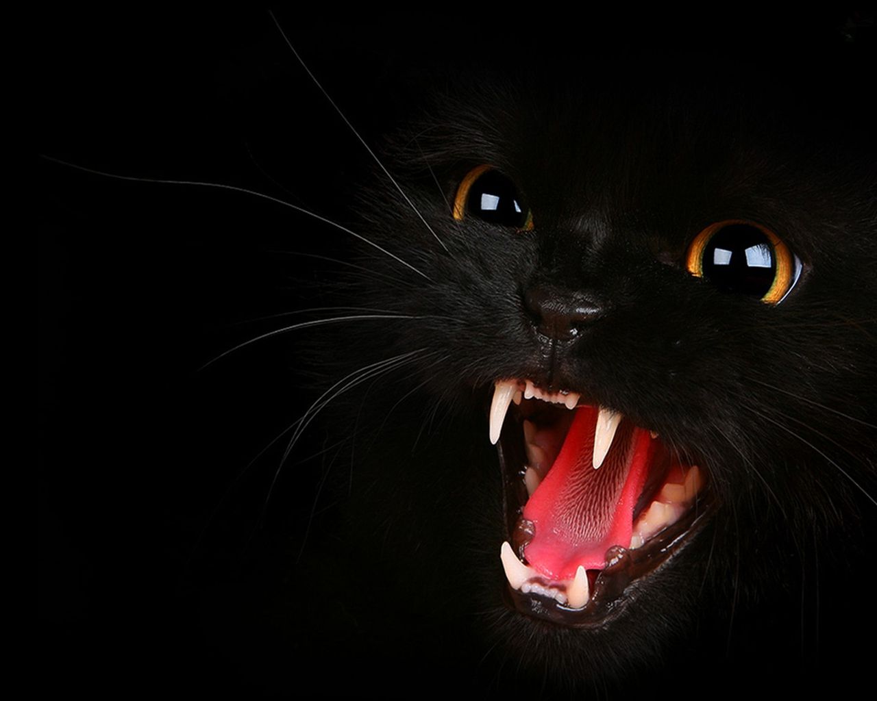 Black Cats, HD Wallpaper & background Download