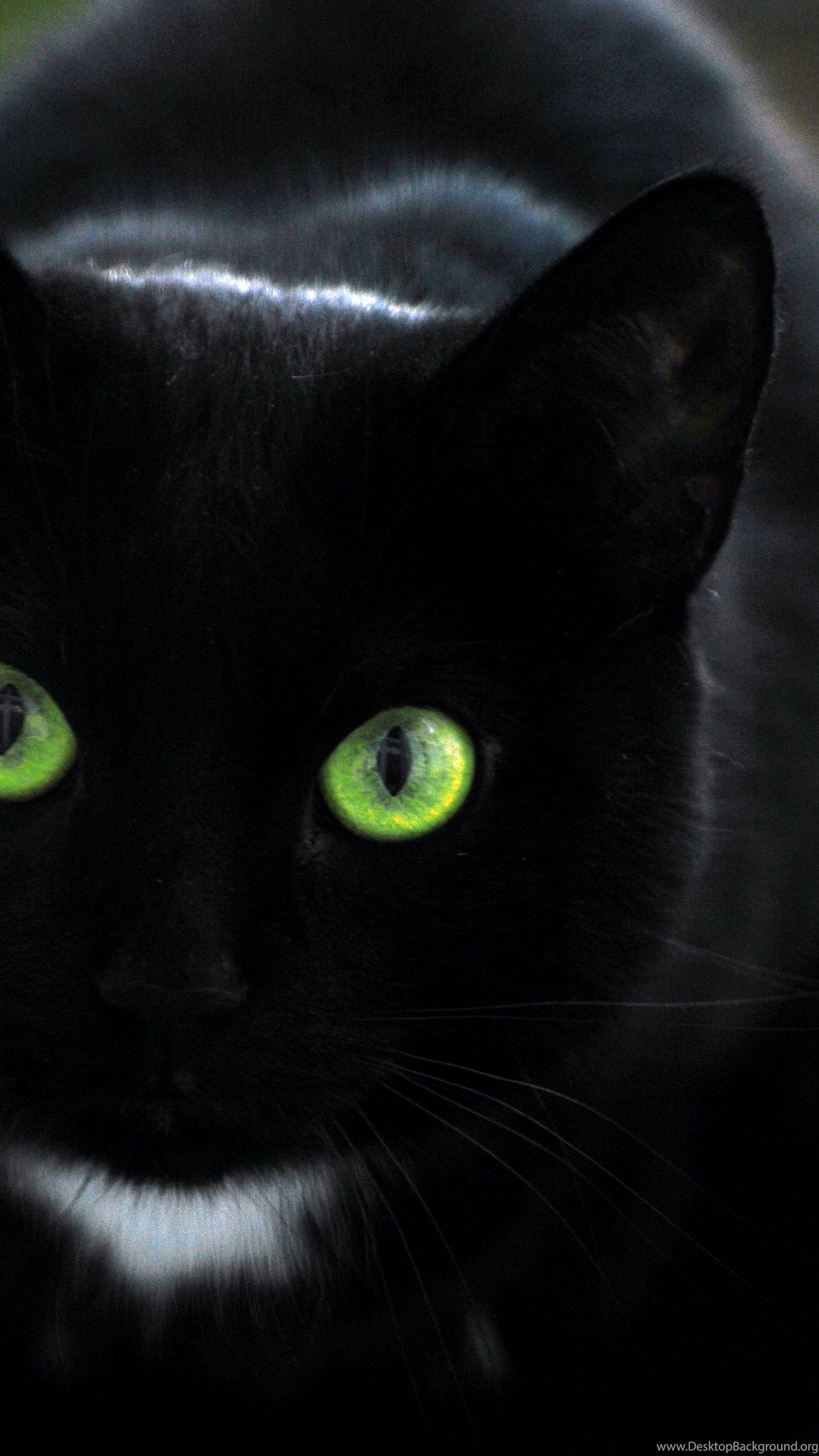 Black Cat kitten Wallpaper HD Cute Cat Wallpaper Desktop Background