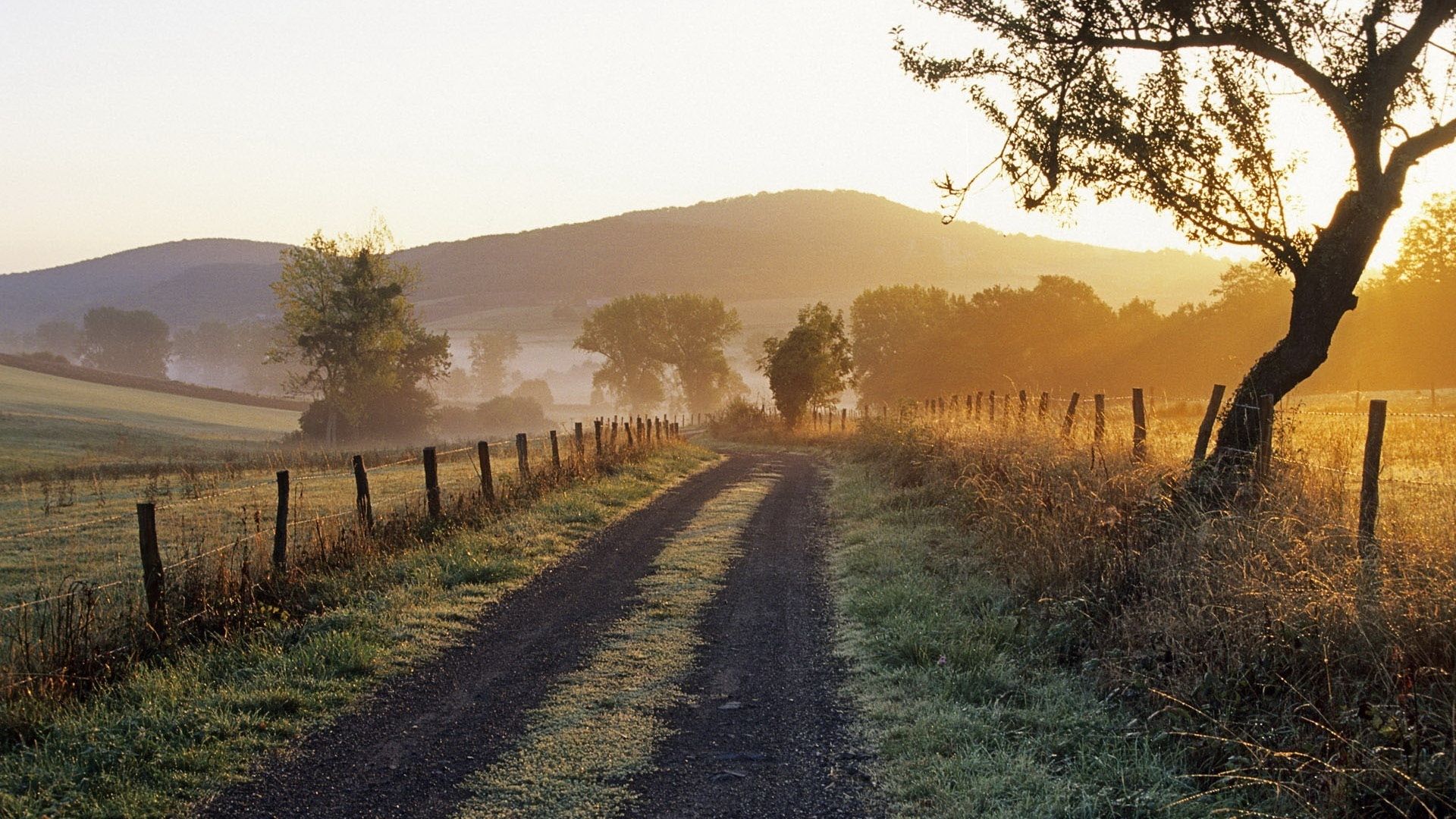 Spring and summer trees