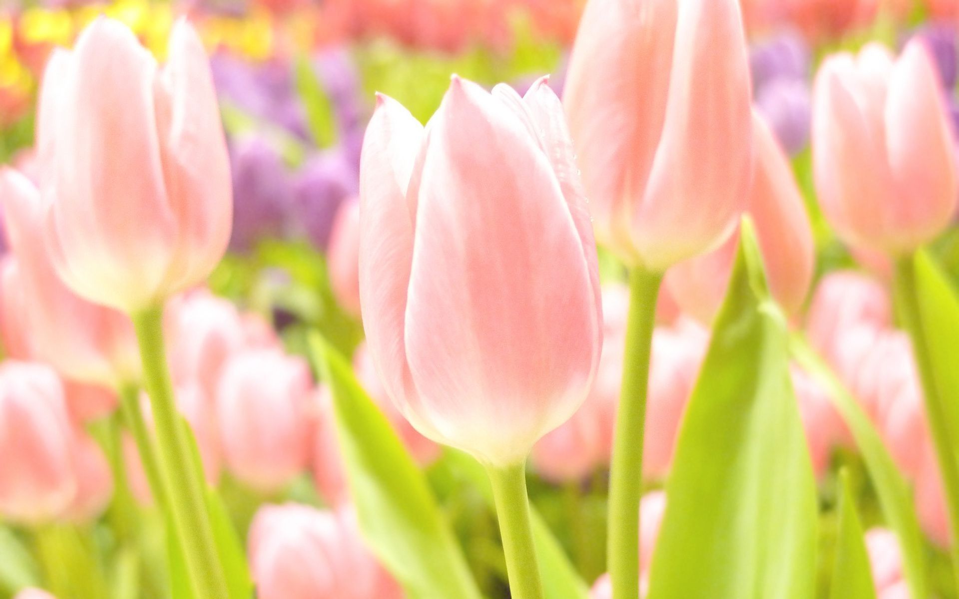 Summer/spring Wallpapers - Wallpaper Cave