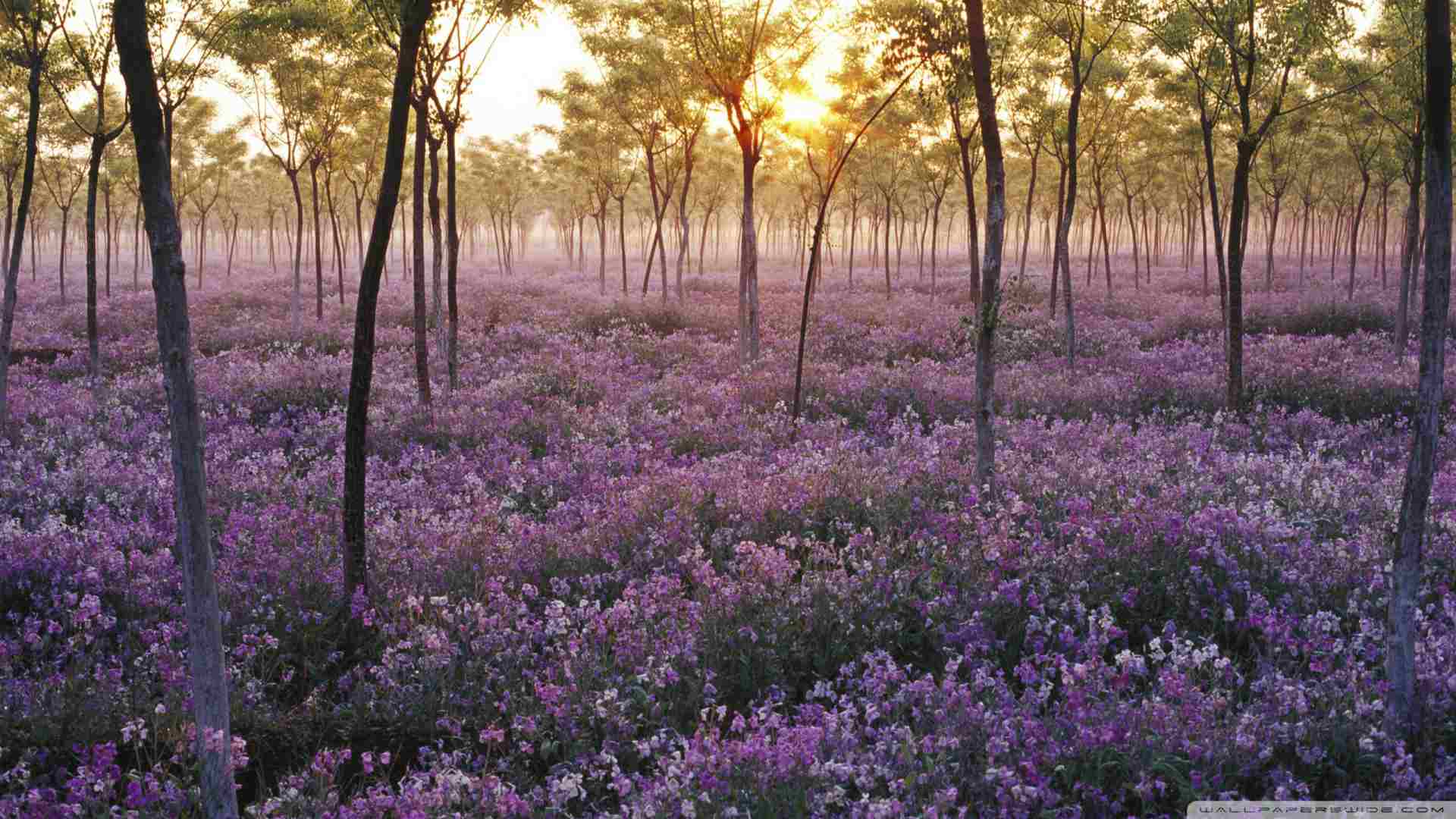 Summer/spring Wallpapers - Wallpaper Cave
