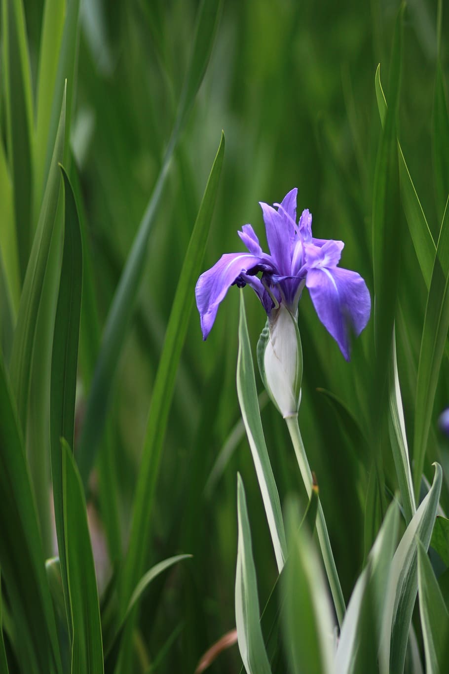 Summer/spring Wallpapers - Wallpaper Cave image.