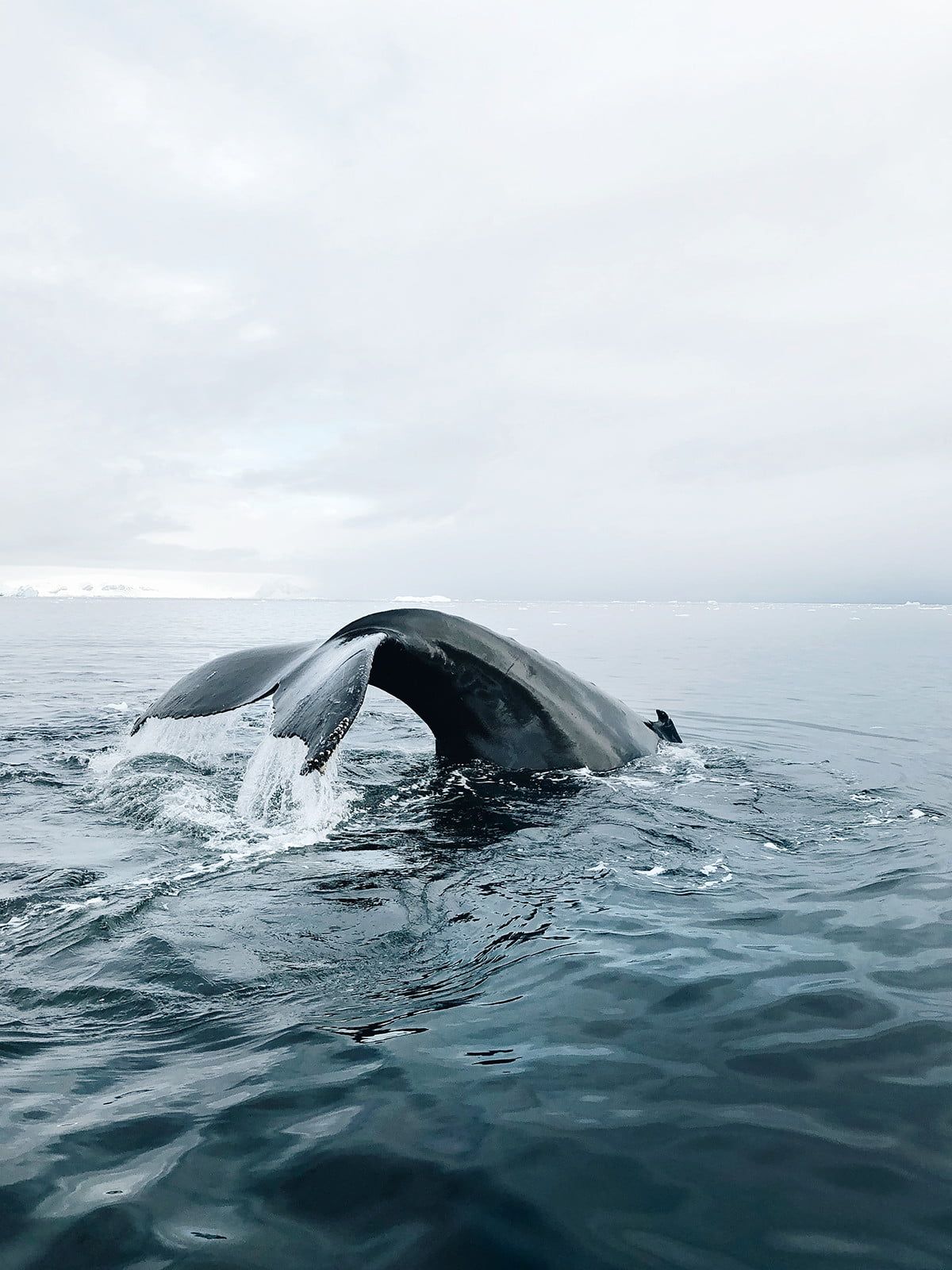 How iPhone photographers connect the world using only 'basic' gear