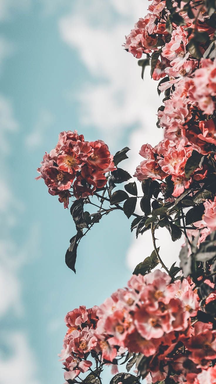 12 Floral iPhone Xs Wallpapers To Celebrate Spring