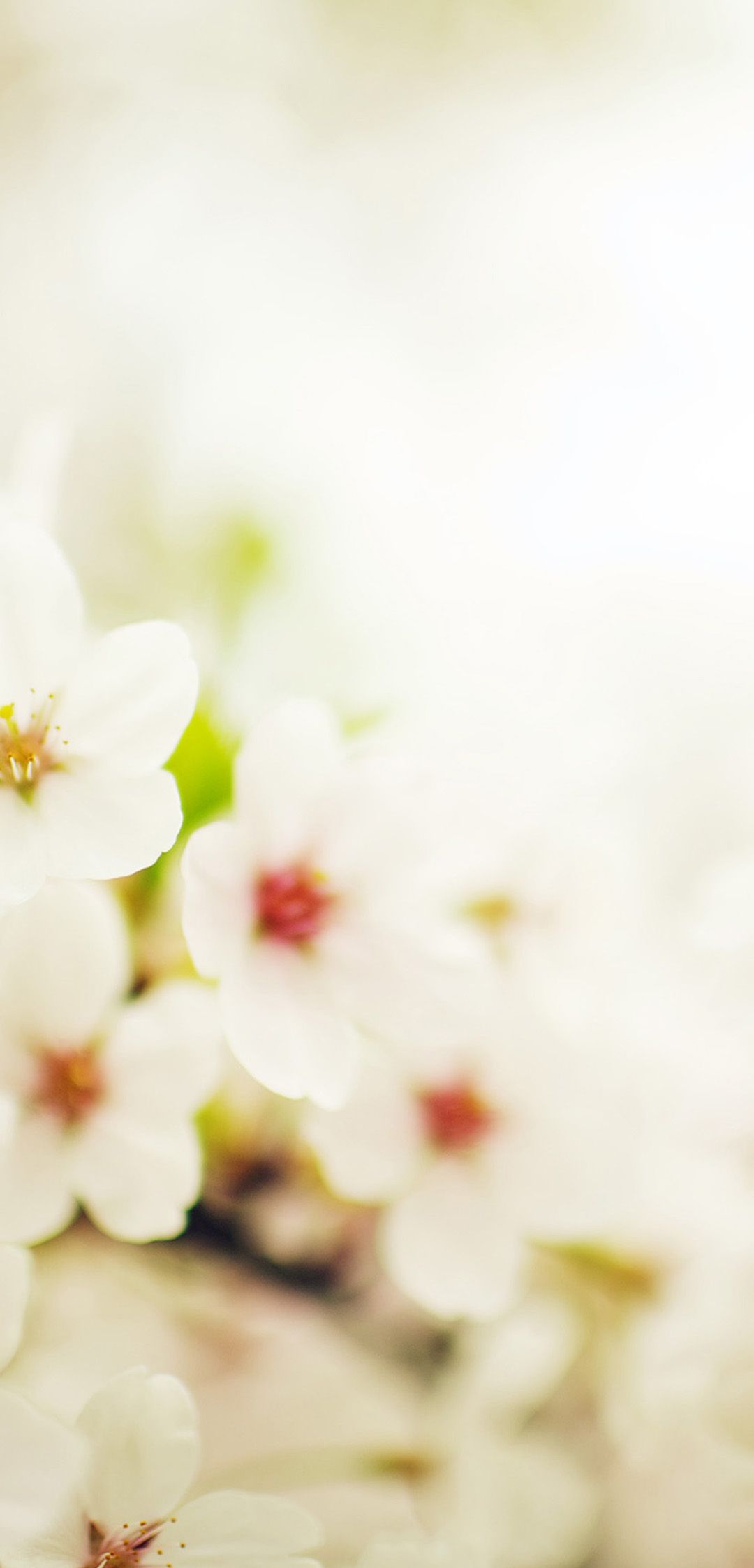 Huawei Mate 20x For Blossom Cherry Spring Sakura Nature