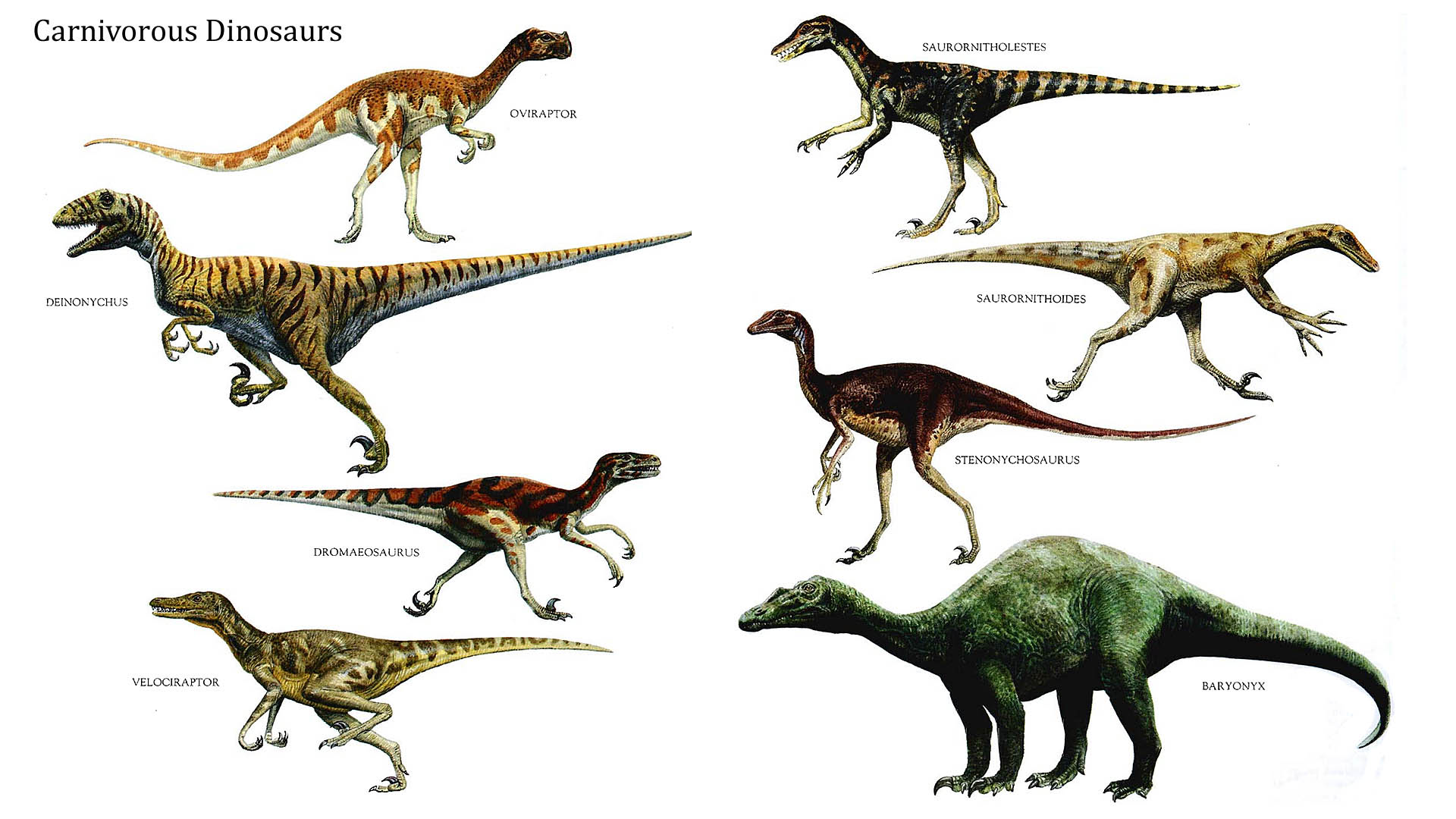 Background Dinosaurs Carnivore Large Carnivorous