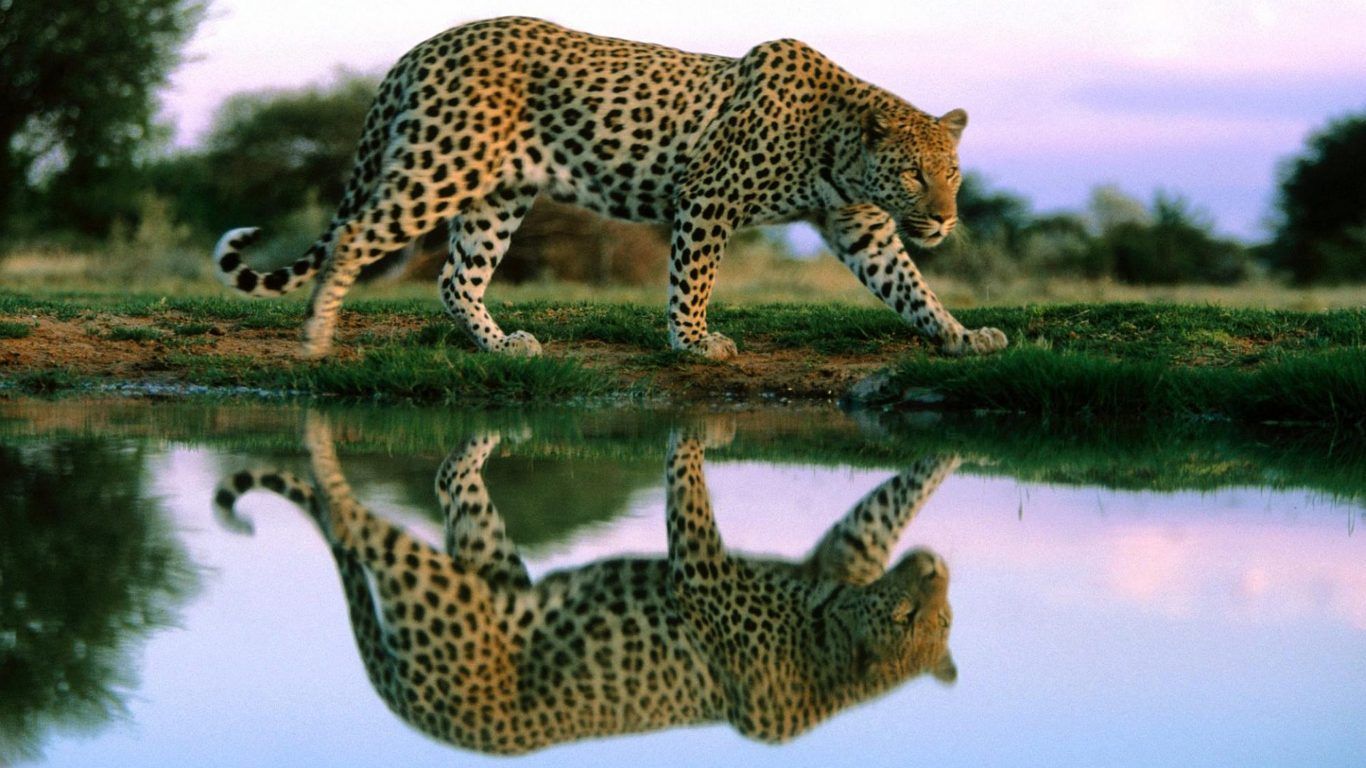 Free download Cheetah Reflection In Water Wildlife Animal Desktop